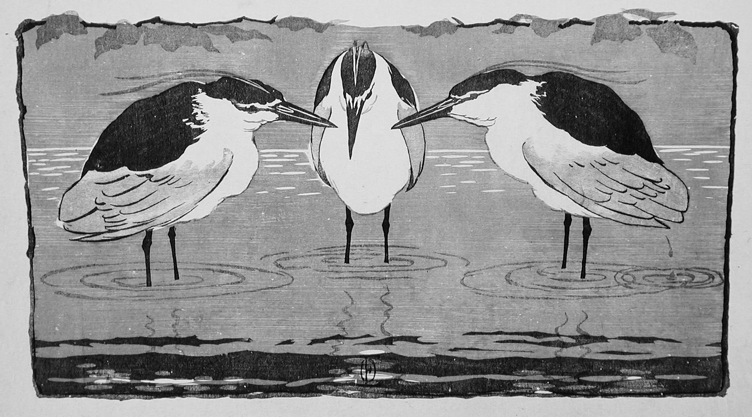 Night herons