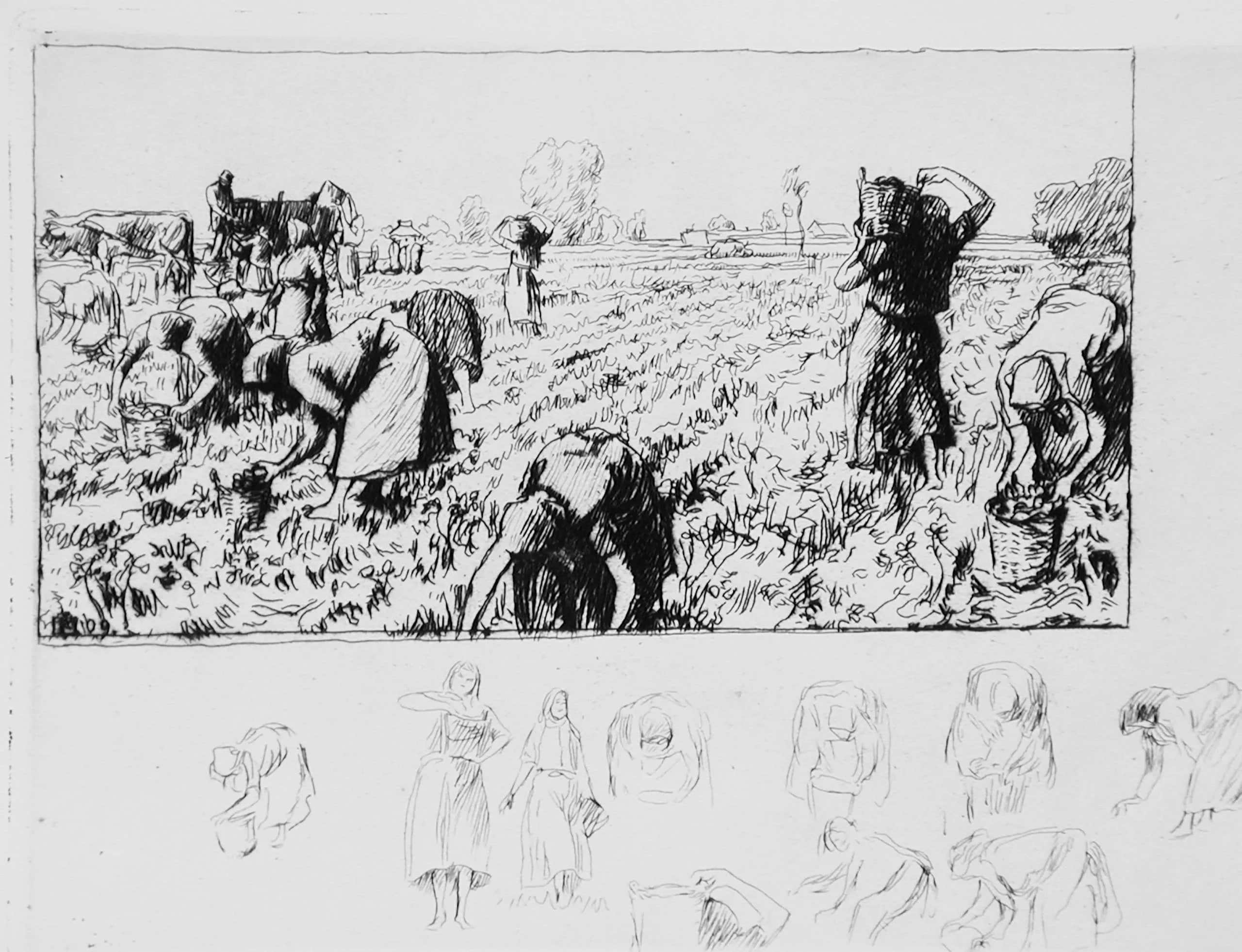 Potato harvest