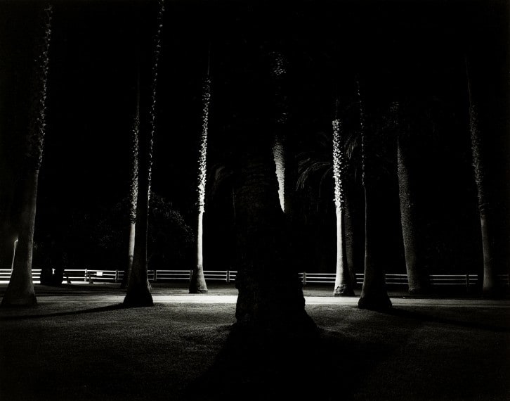Palms
