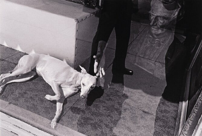 Untitled (Dog in Window with A. Lincoln Behind)