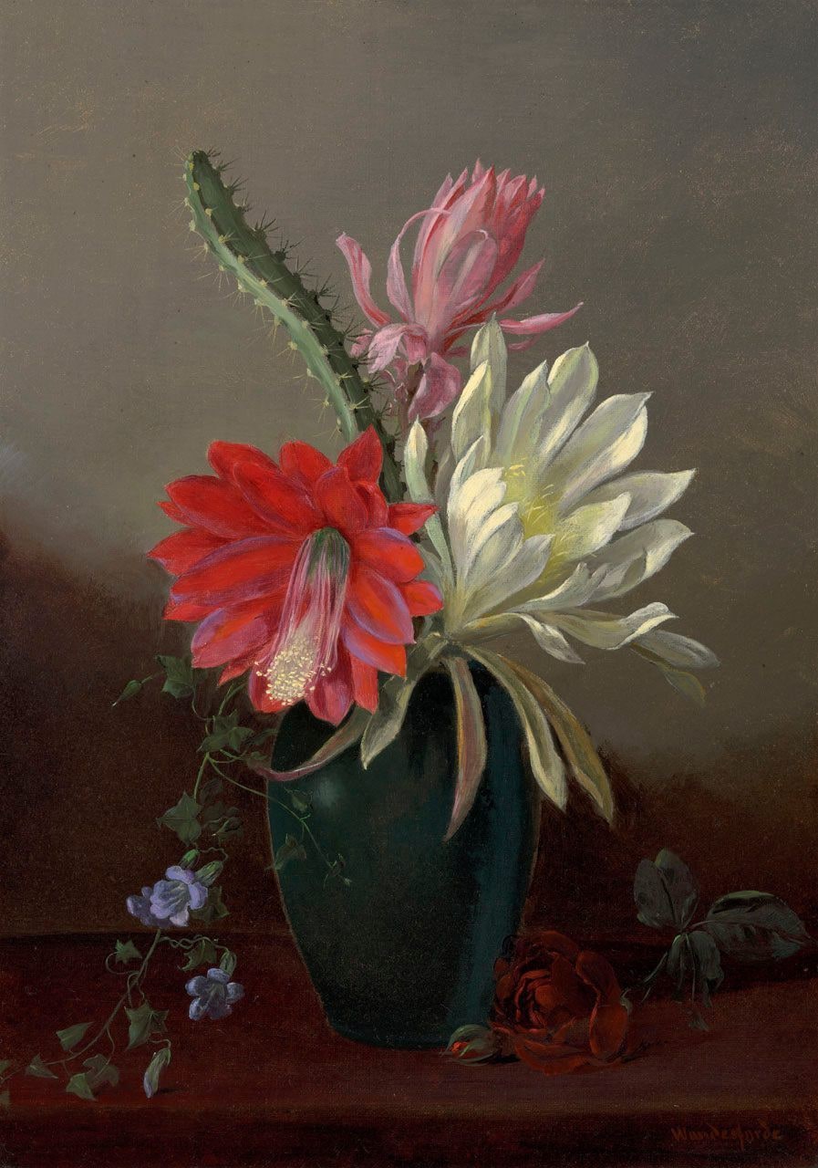 Blooming Cactus
