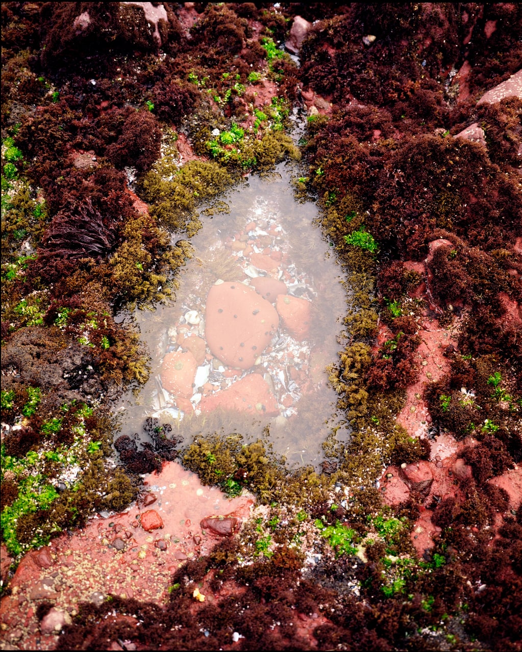 Algae Portal - Shooxar Tukuupar, from the series Everywhere is West
