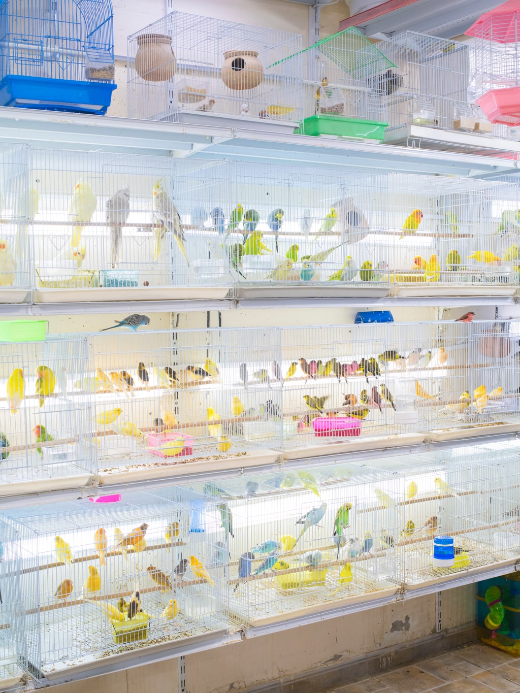 Bird Market (The Blue One Escaped)