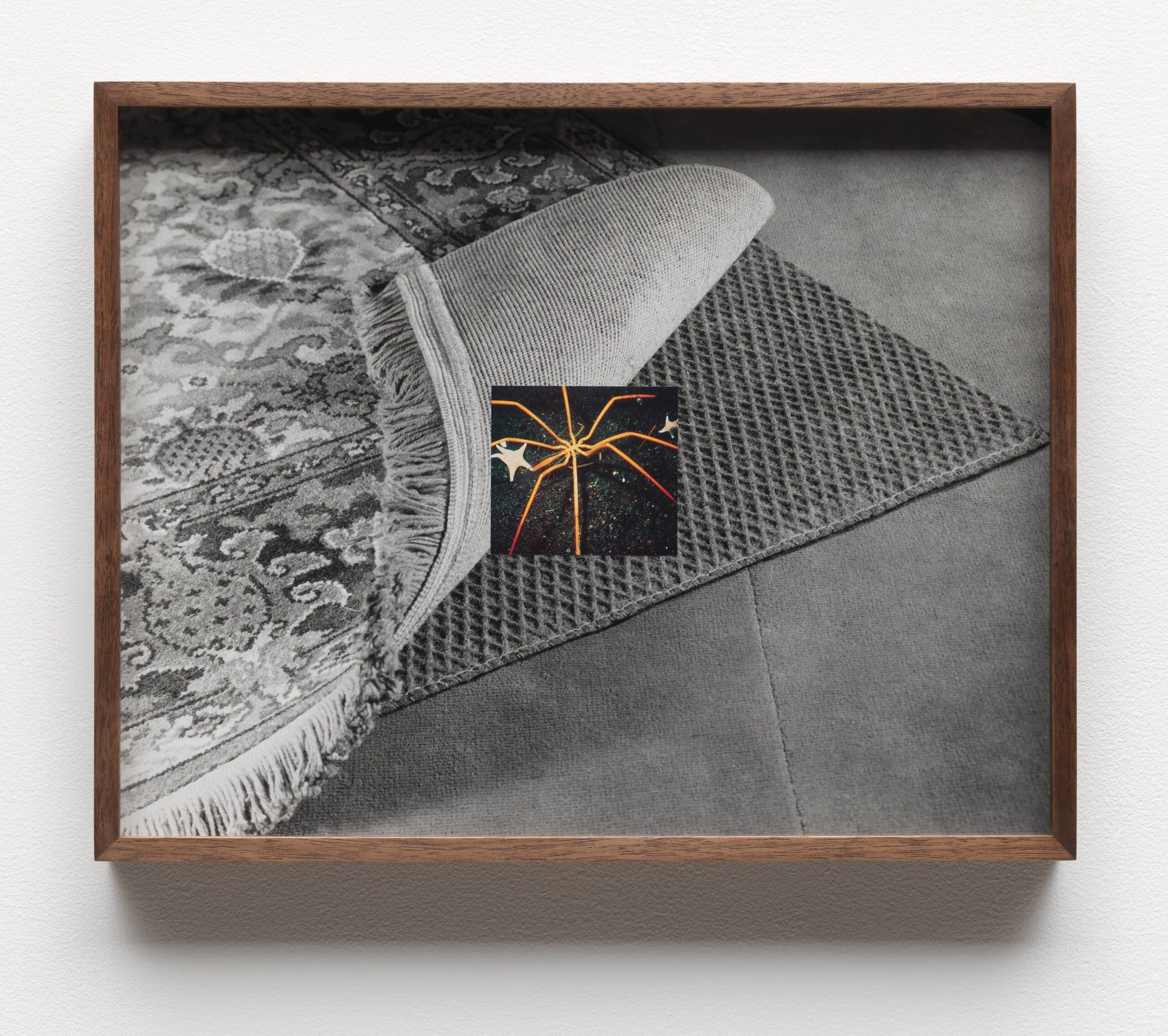 Untitled (Carpet, Sea Spider)