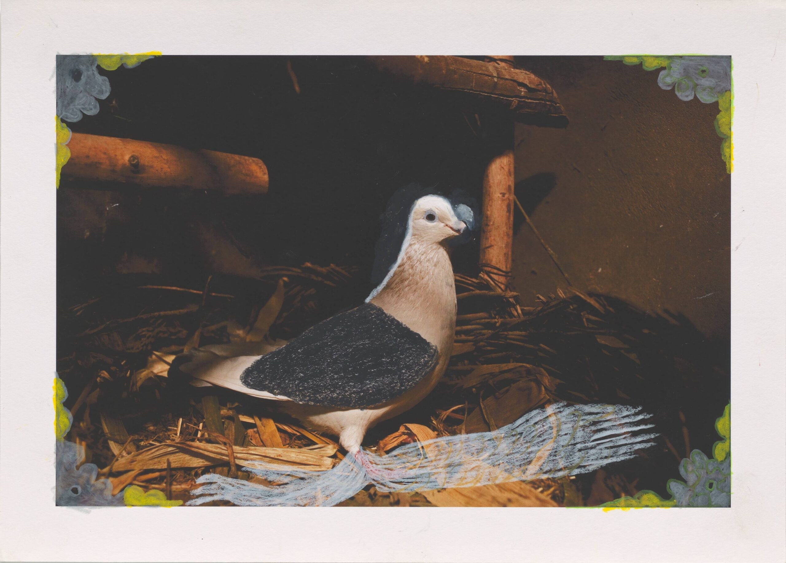Untitled, from the series Wild Pigeon