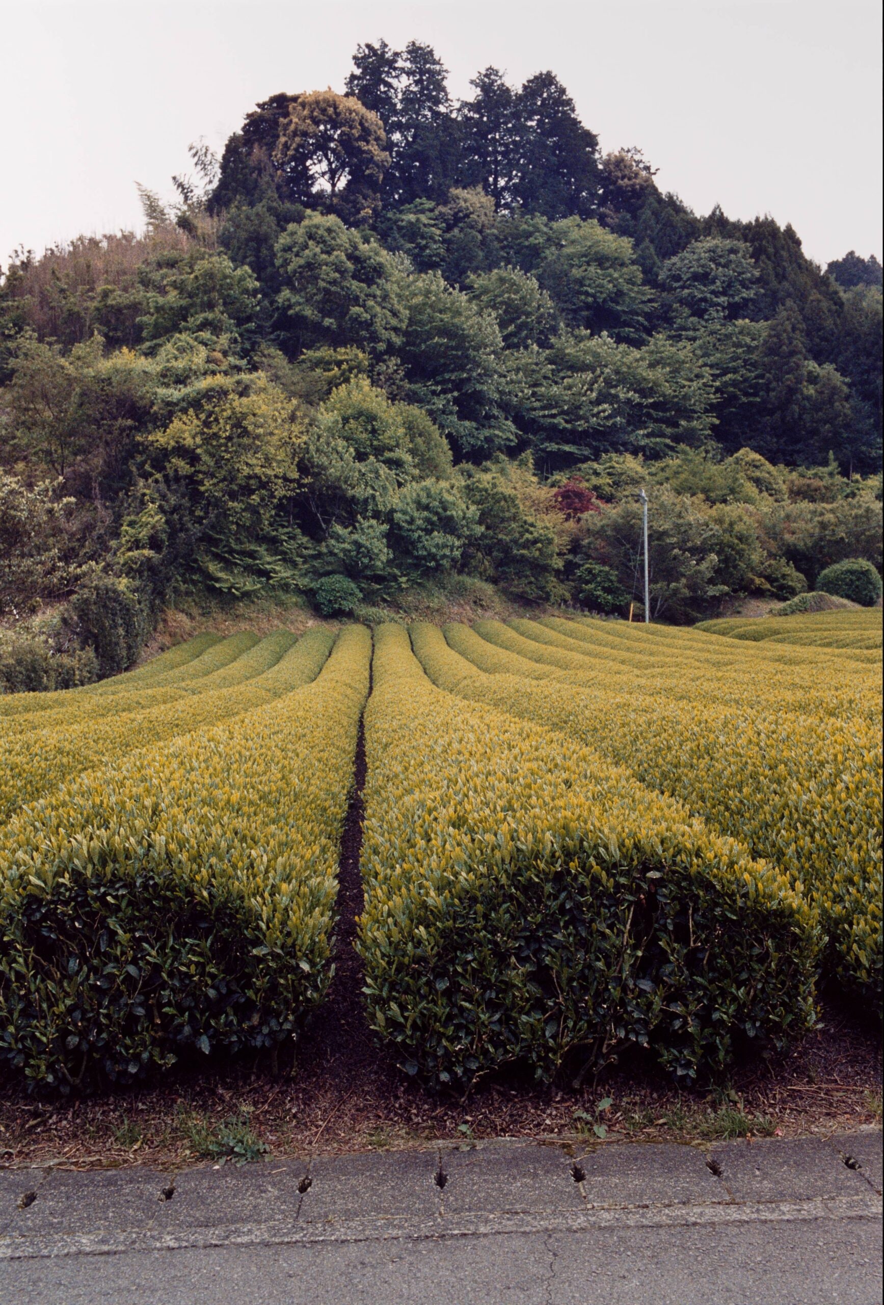 Untitled, from the series Three Cornered World
