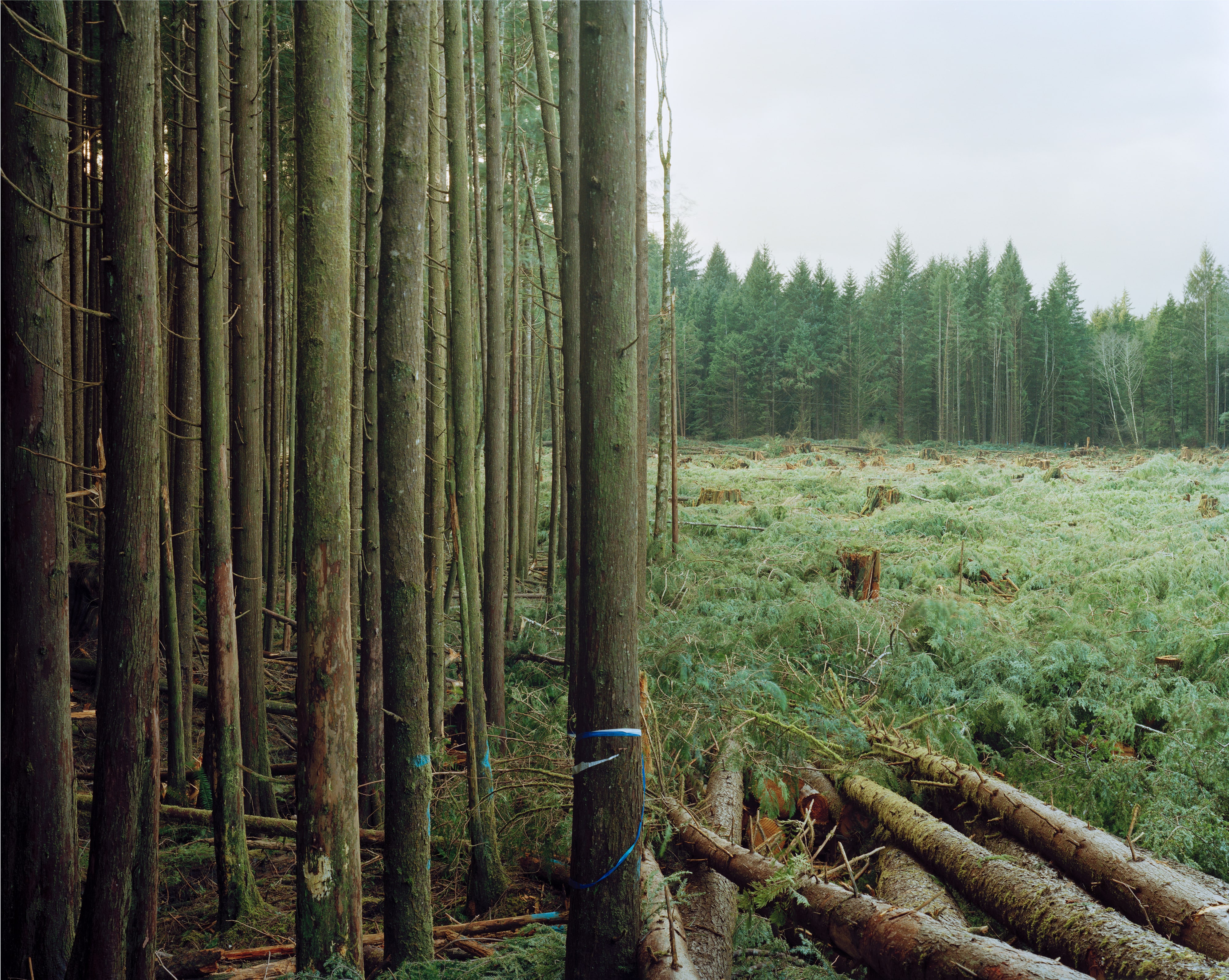 Freshly Felled Trees, Nemah, Washington, from the series Sawdust Mountain