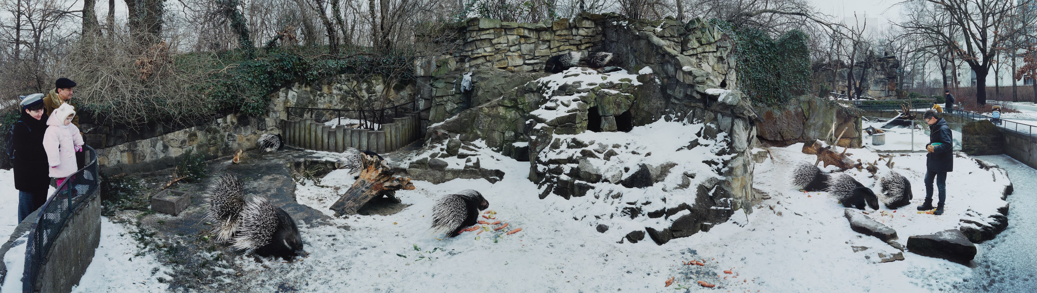 Display for Porcupines (Hystrix africae australis), Zoologischer Garten, Berlin