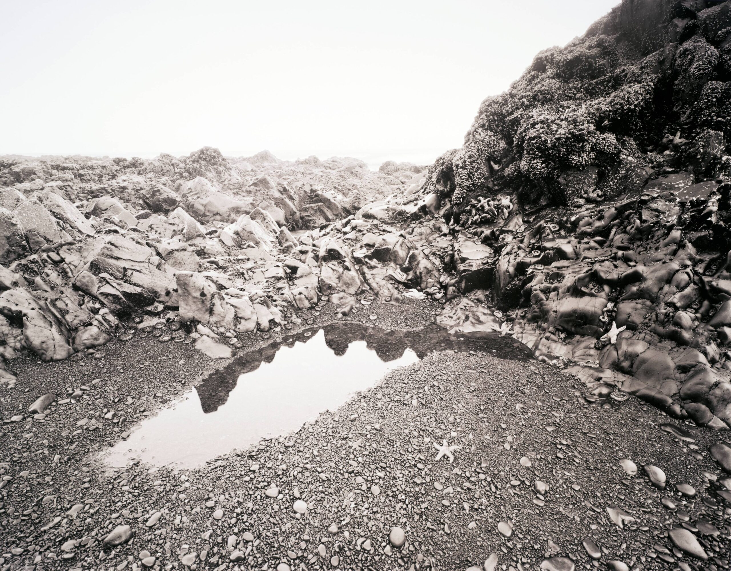 Tide Pool