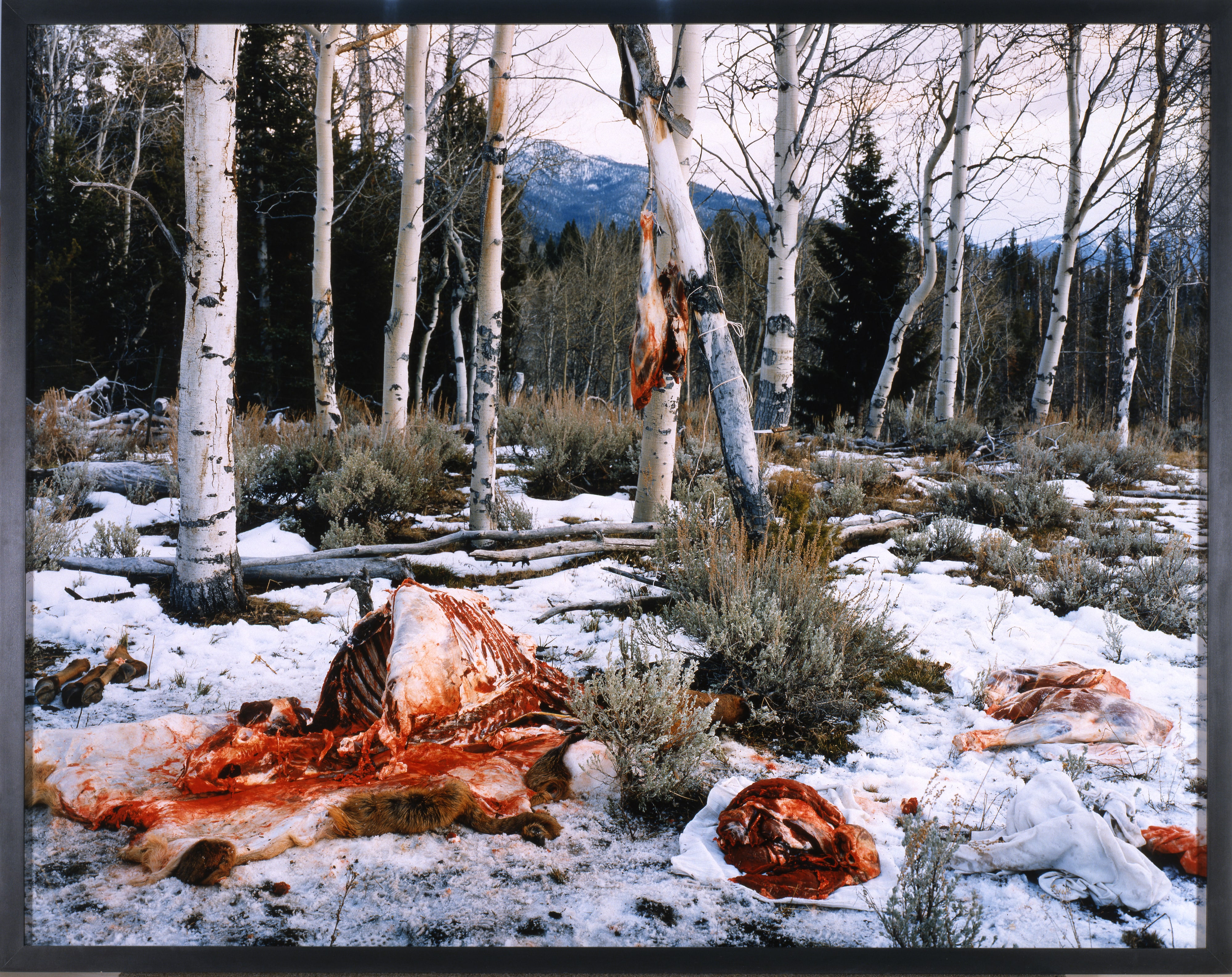 Elk Quartered and Boned near Milky Creek, White Clouds Mountains, Idaho