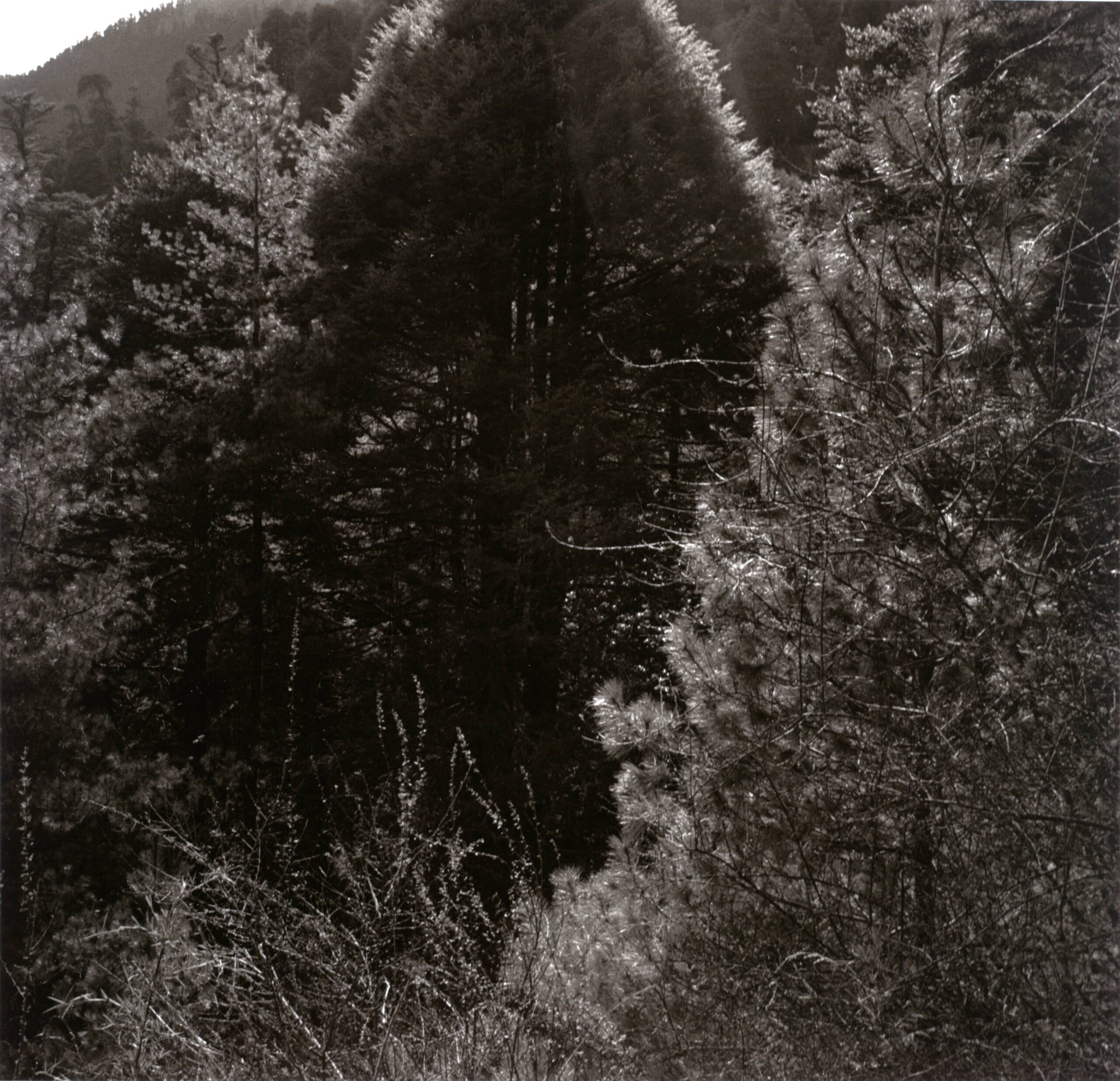 Phobjika Valley, Bhutan