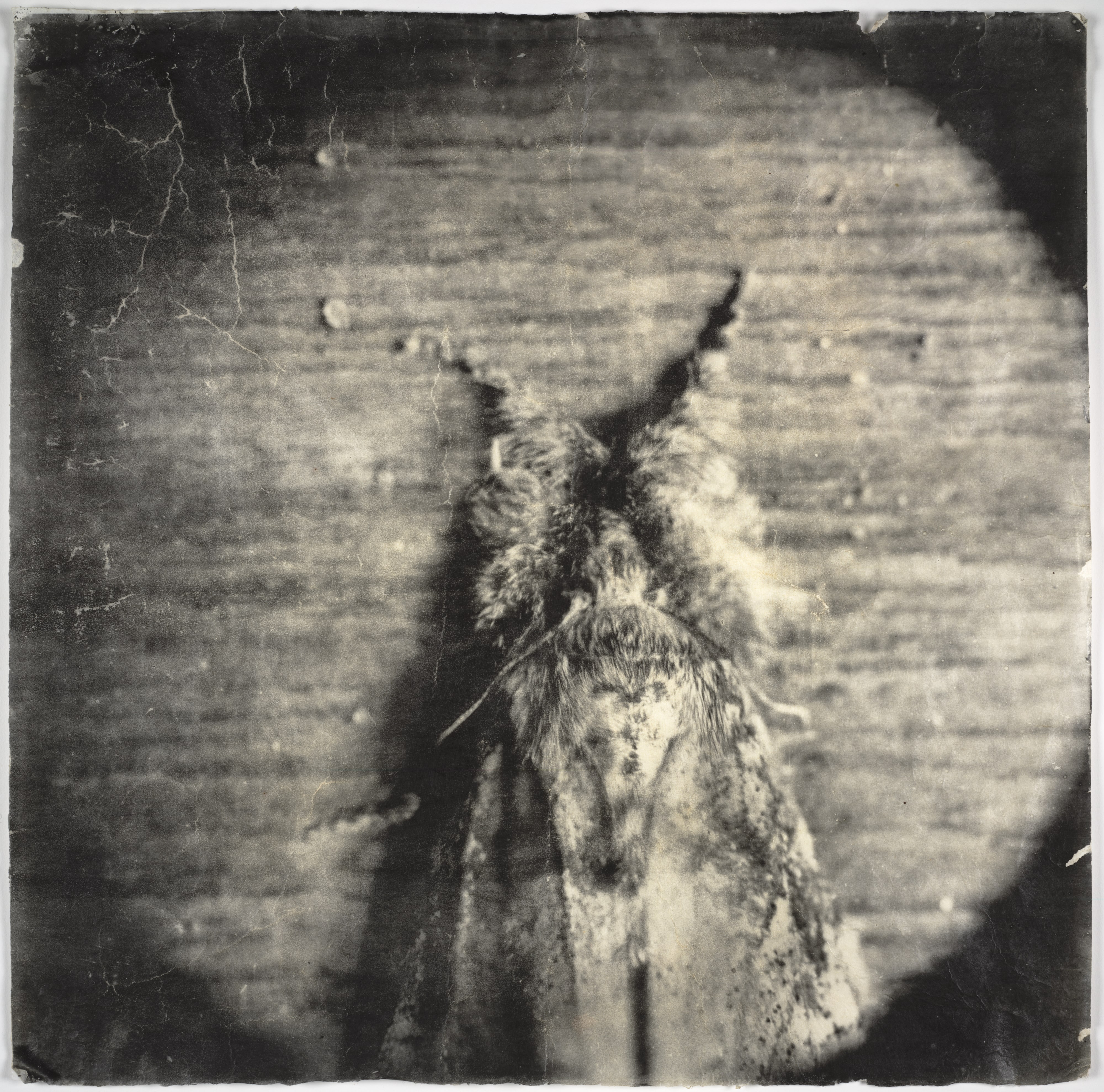 Attracted to Light #15