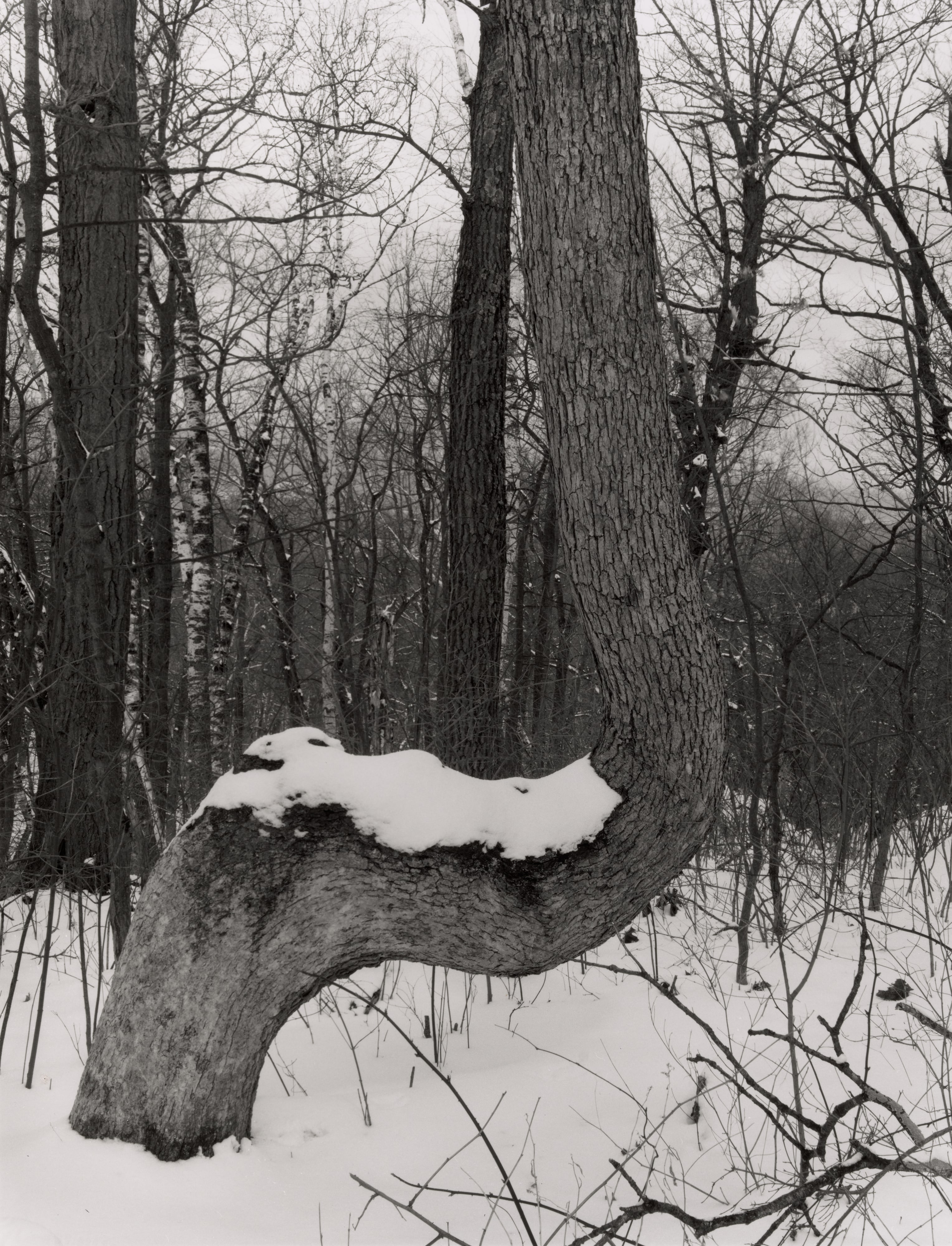 Marker Tree, Blue Mounds