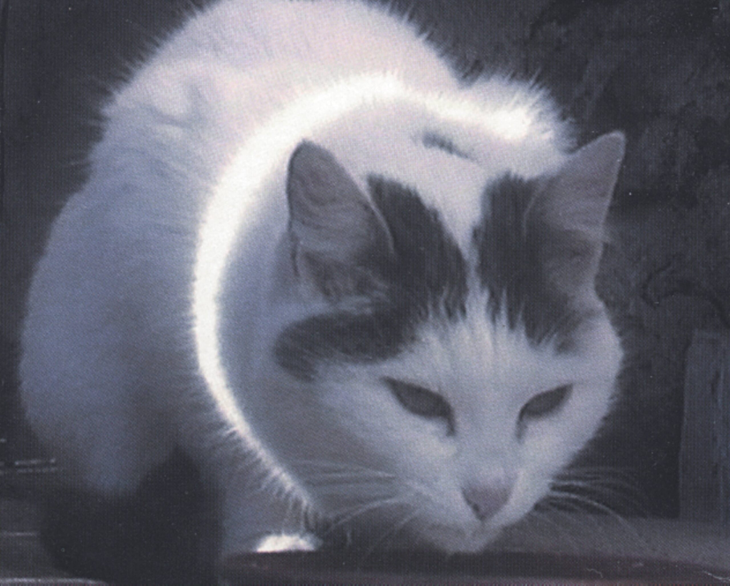 Büsi (Kitty)