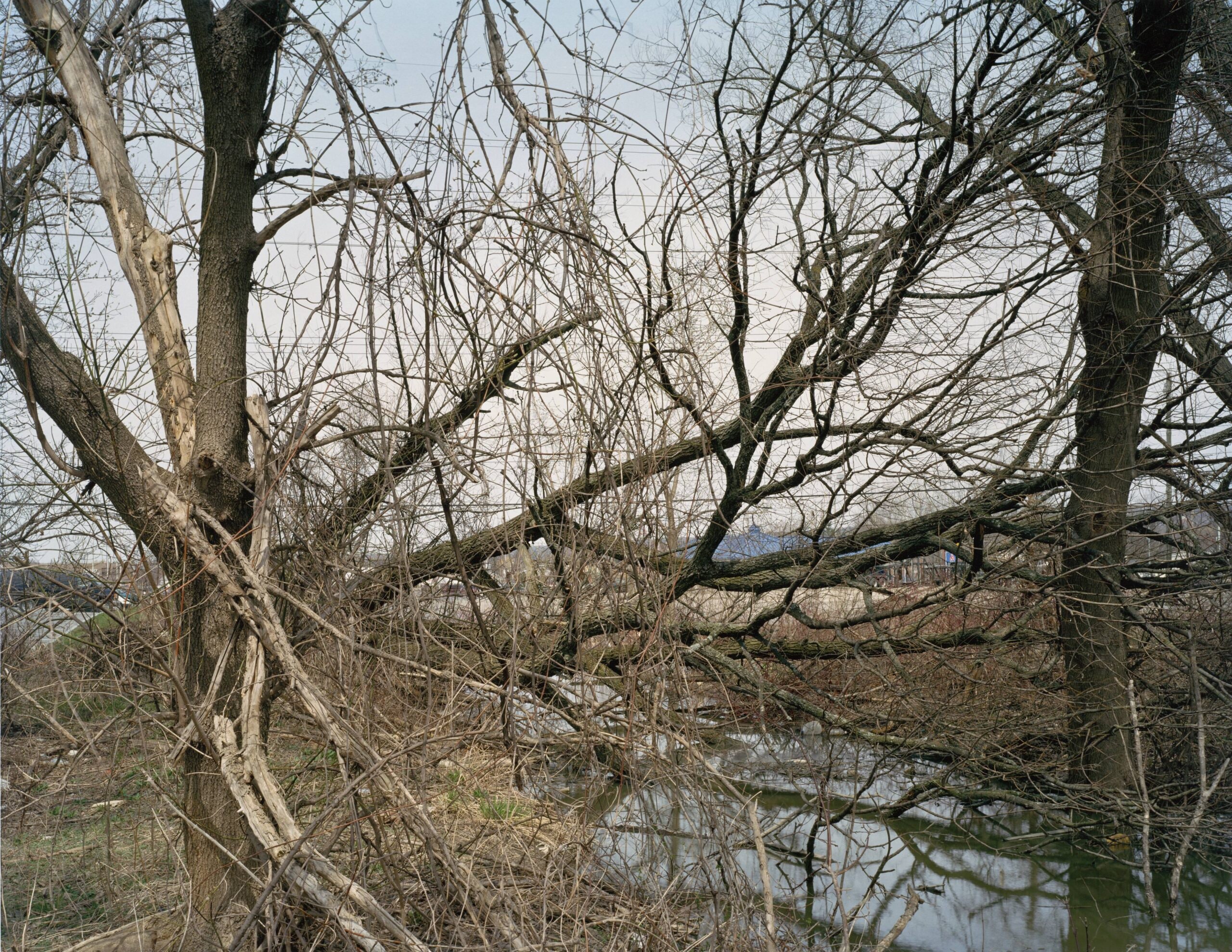 Ithaca, New York, from the series Other Nature