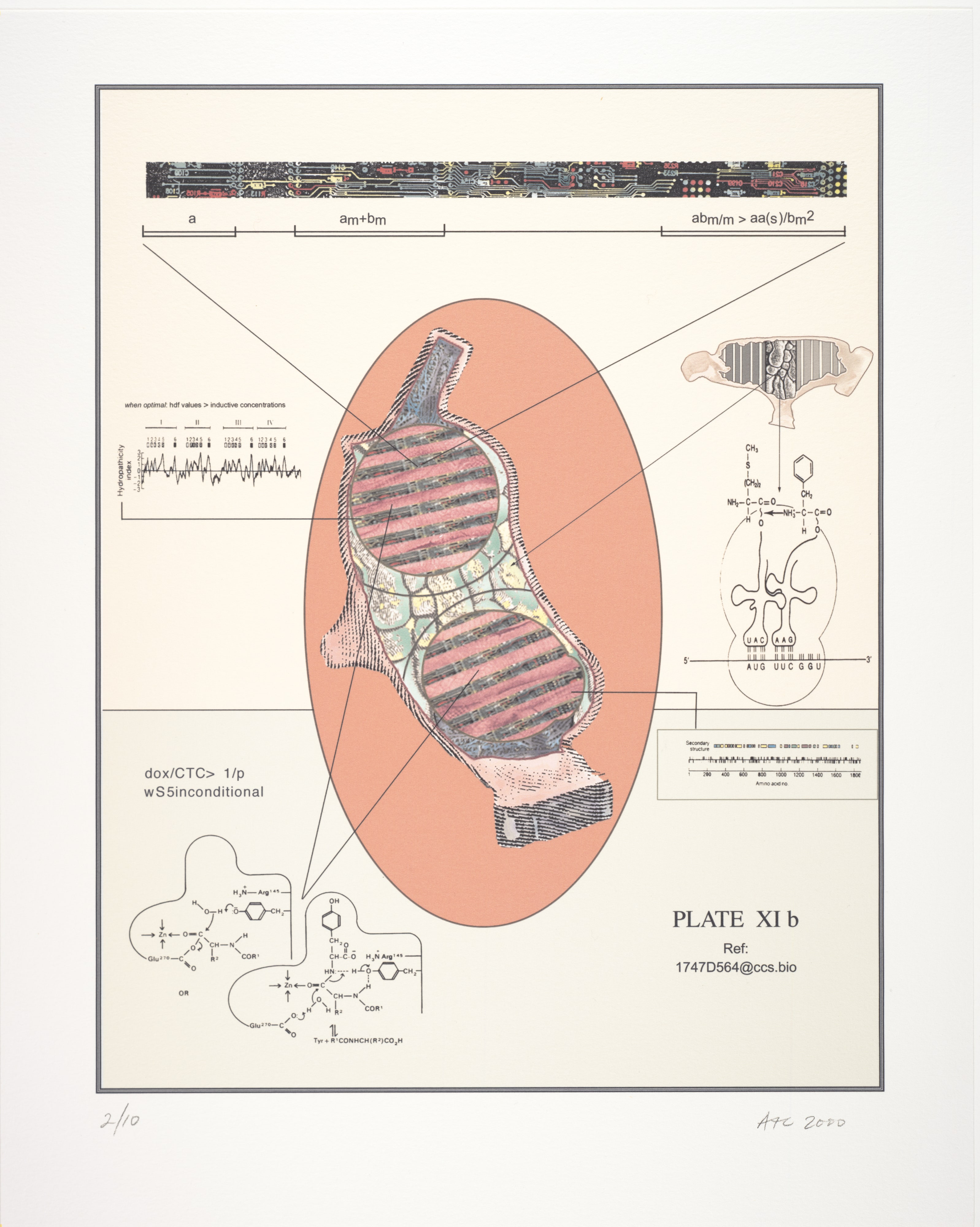Plate XIb, from the series Naturalia