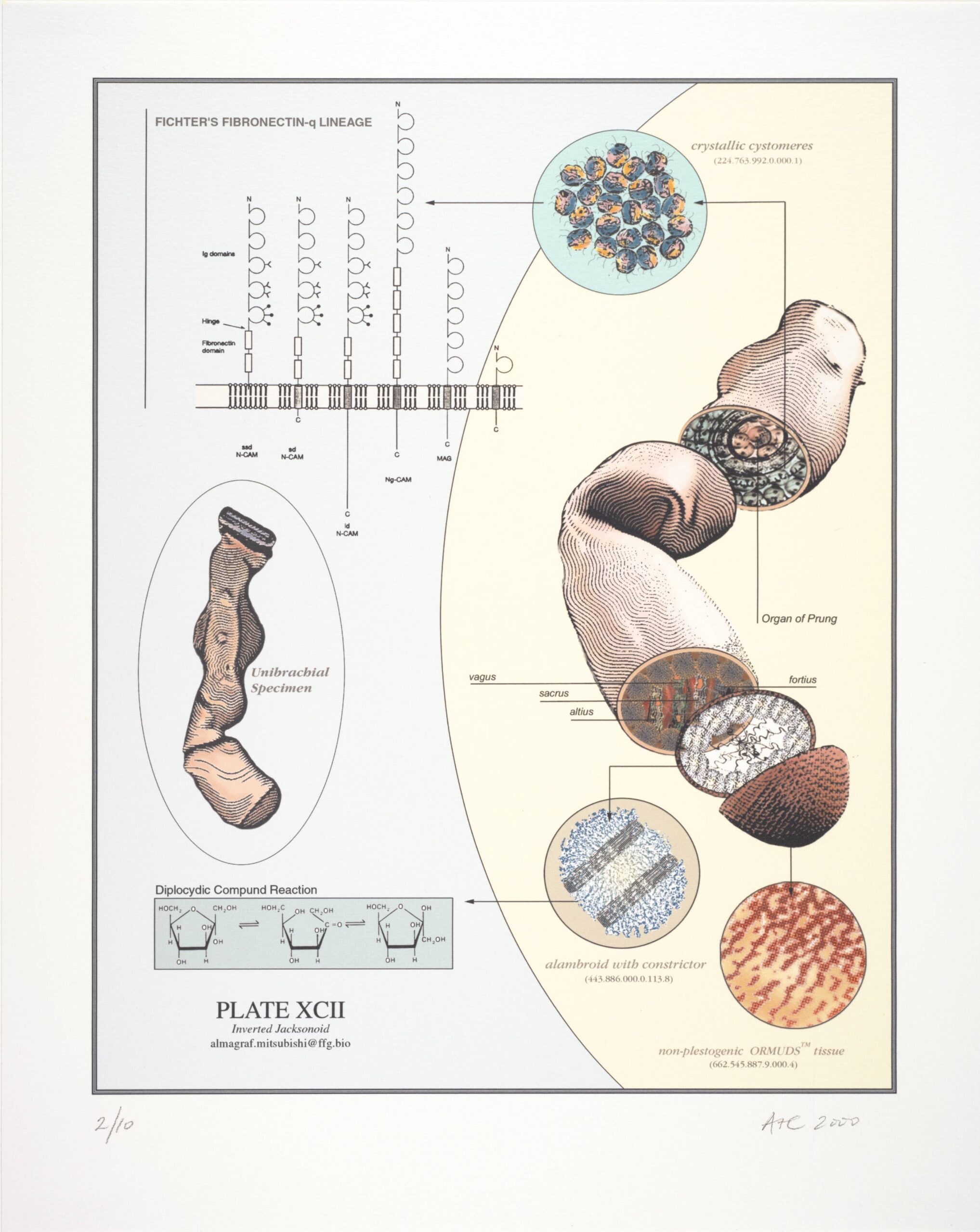 Plate XCII, from the series Naturalia