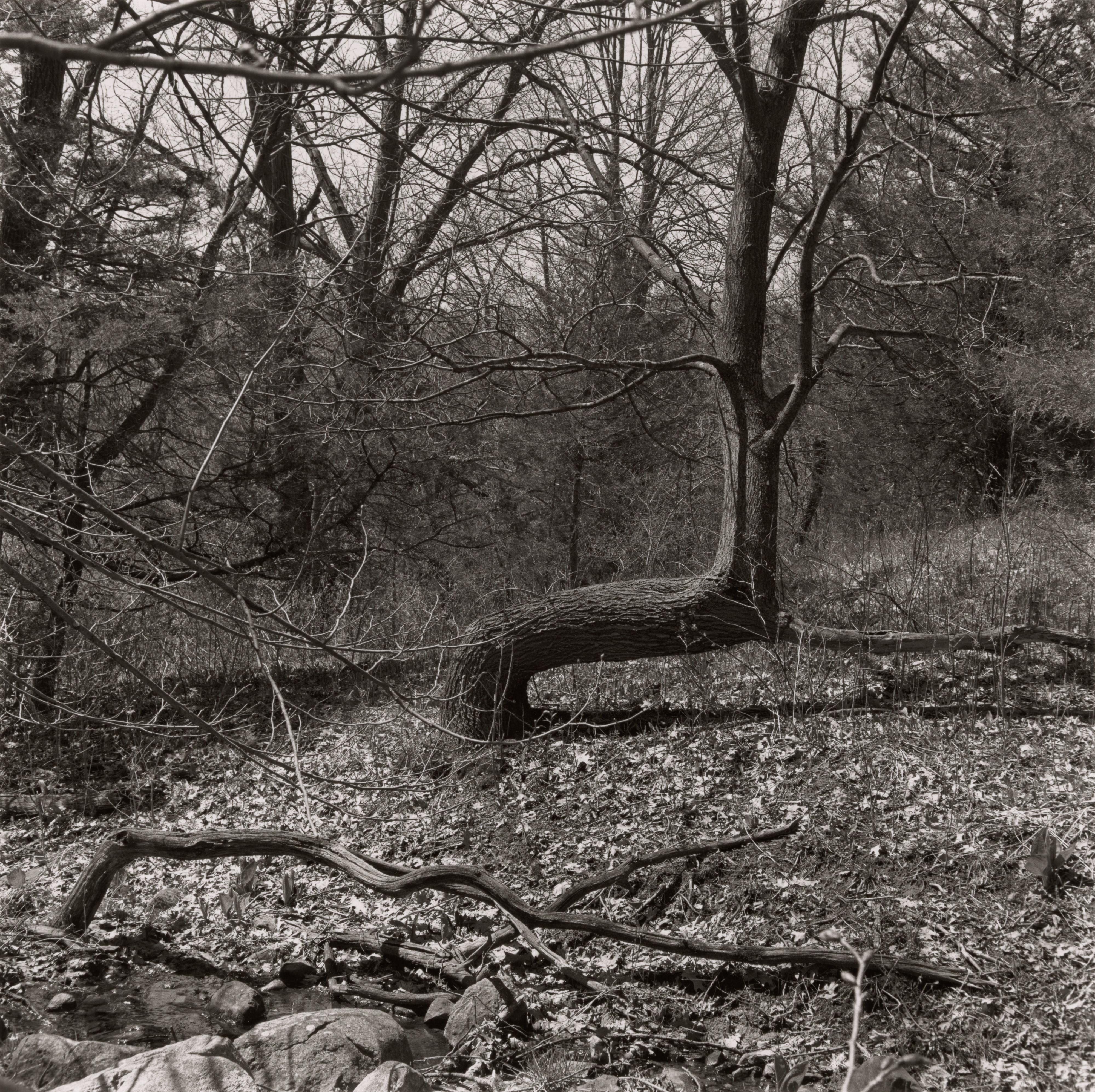 Marker Tree, Devil's Lake