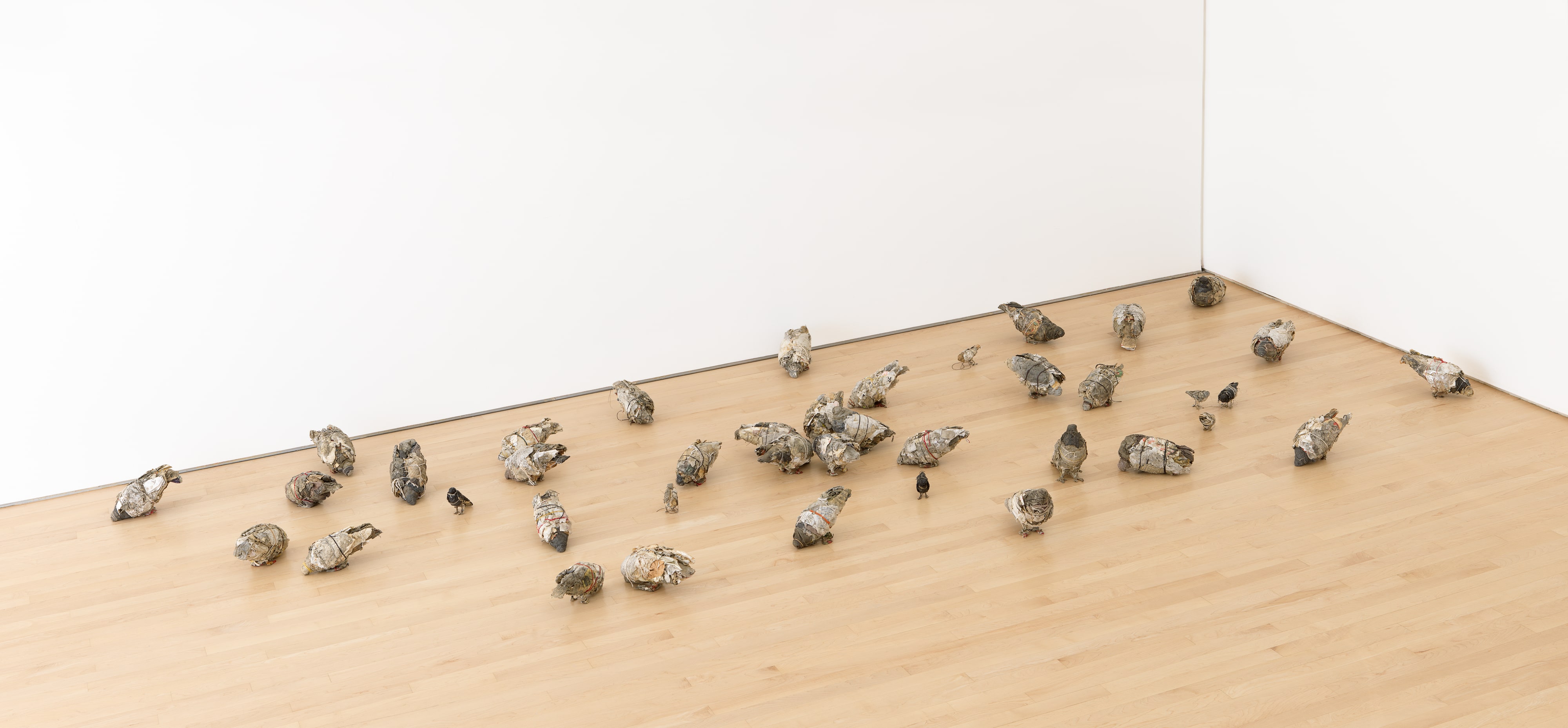 Untitled (Pigeons, sparrows & blackbirds)