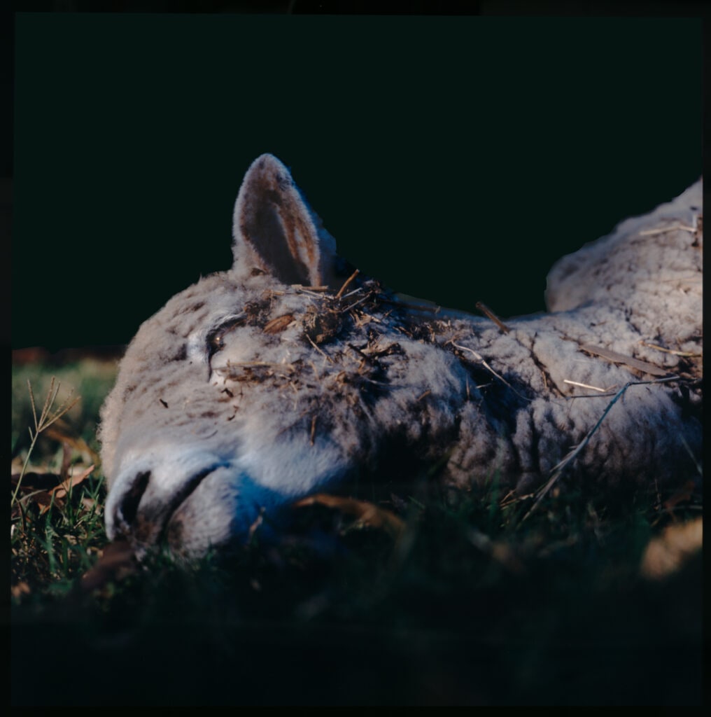 Untitled, from the series On the Sixth Day