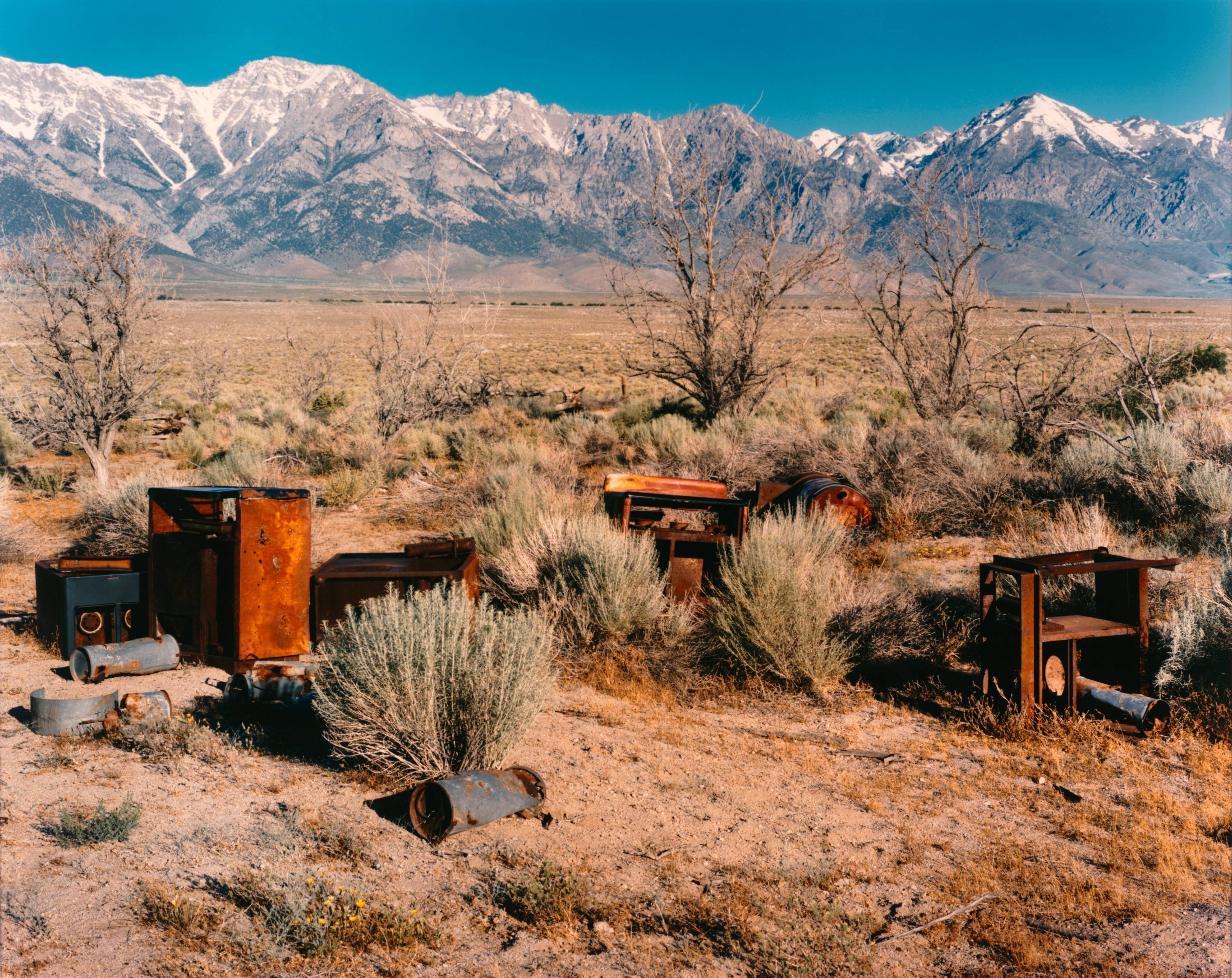 Apple orchard, Manzanar Japanese-American Relocation Camp, Owens Valley, California, 1995, from the series No Ordinary Land