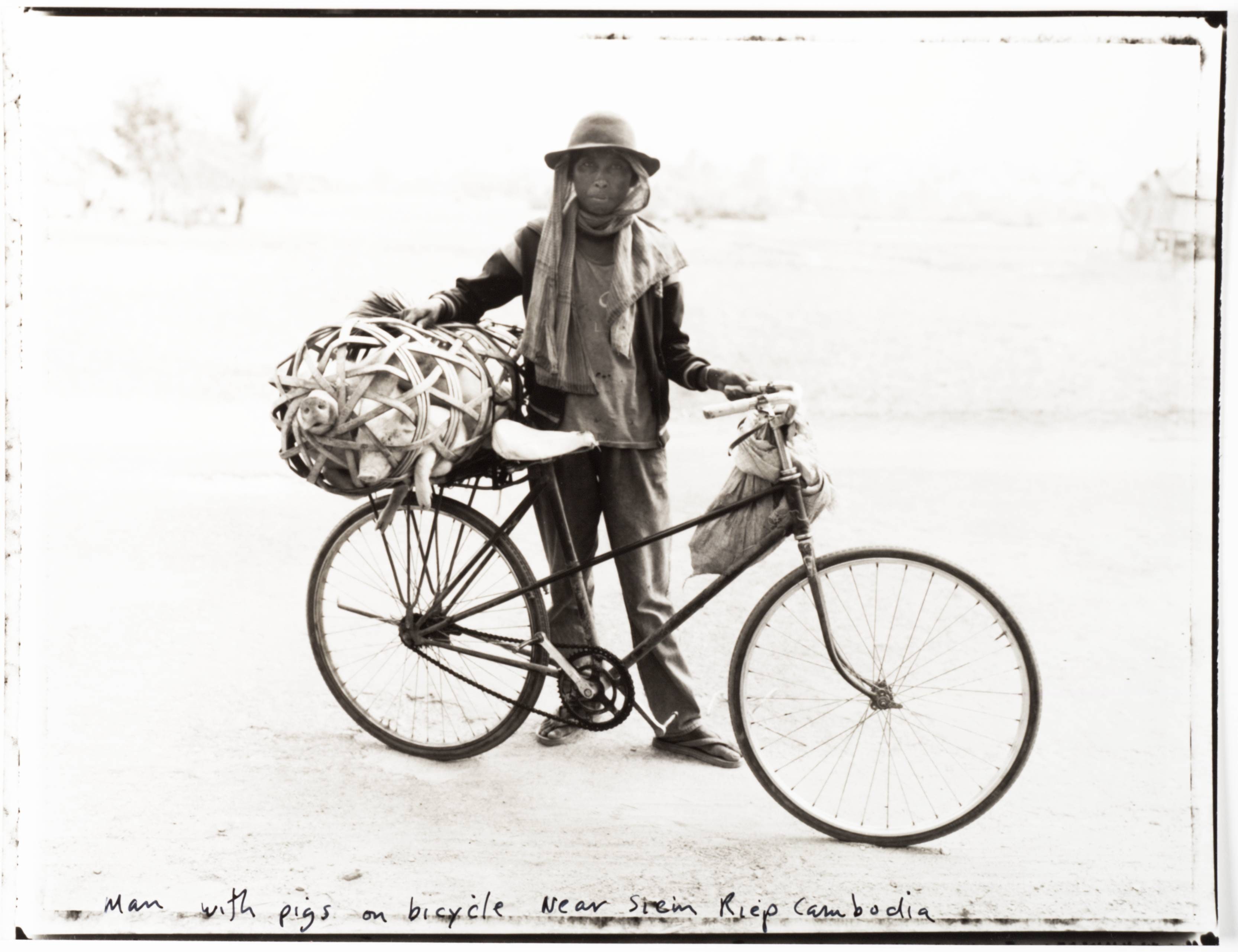 Man with Pigs on Bicycle near Siem Riep Cambodia