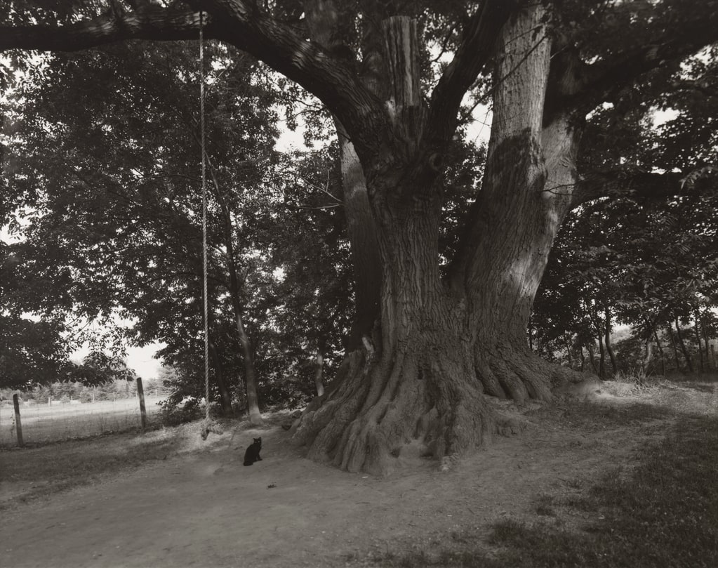 National Champion Northern Red Oak