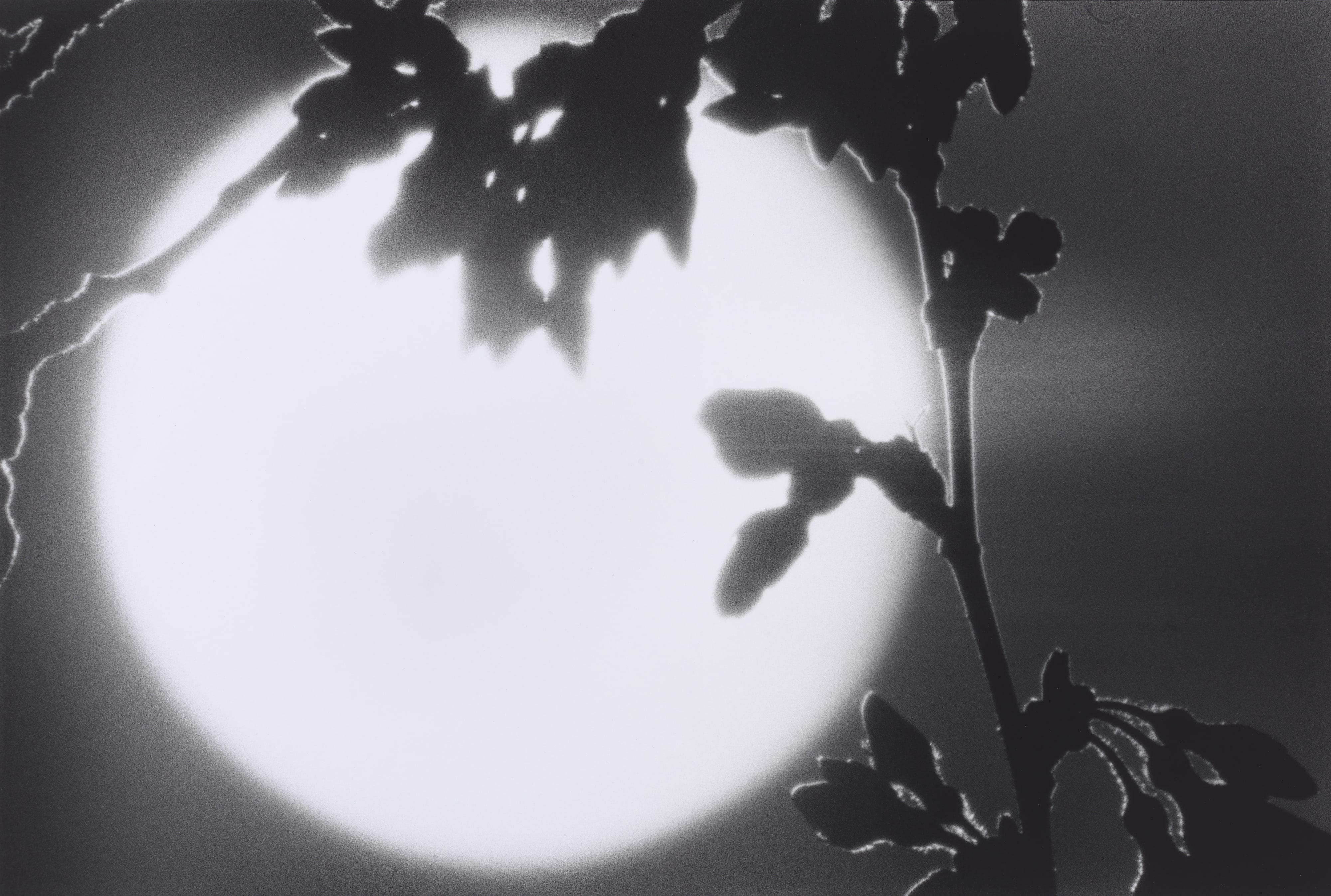 Untitled, from the series The Sun is Longing for the Sea