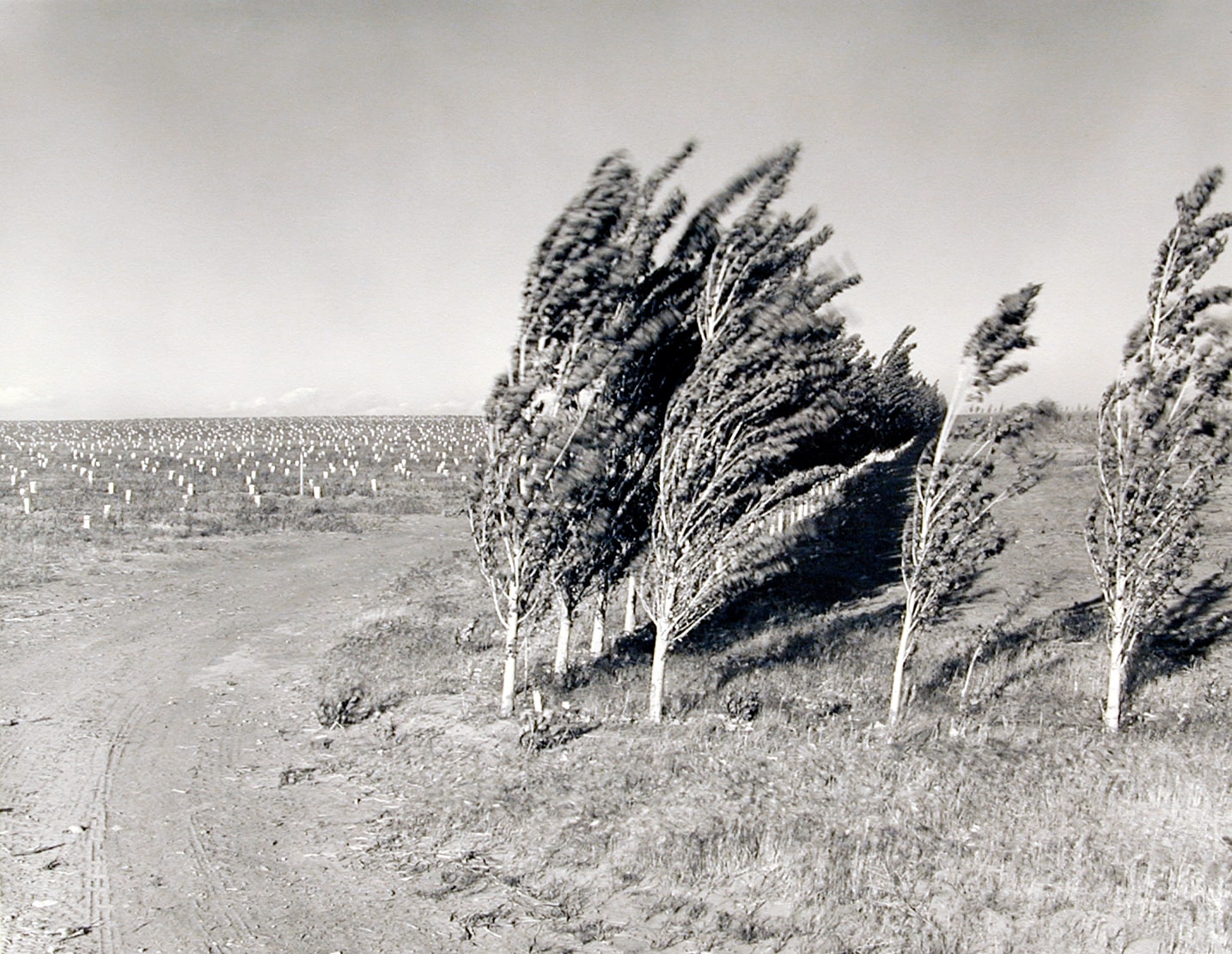 Third leaf poplars in a windstorm, May 26, 1984, from the series>/span> Pioneering Mattawa