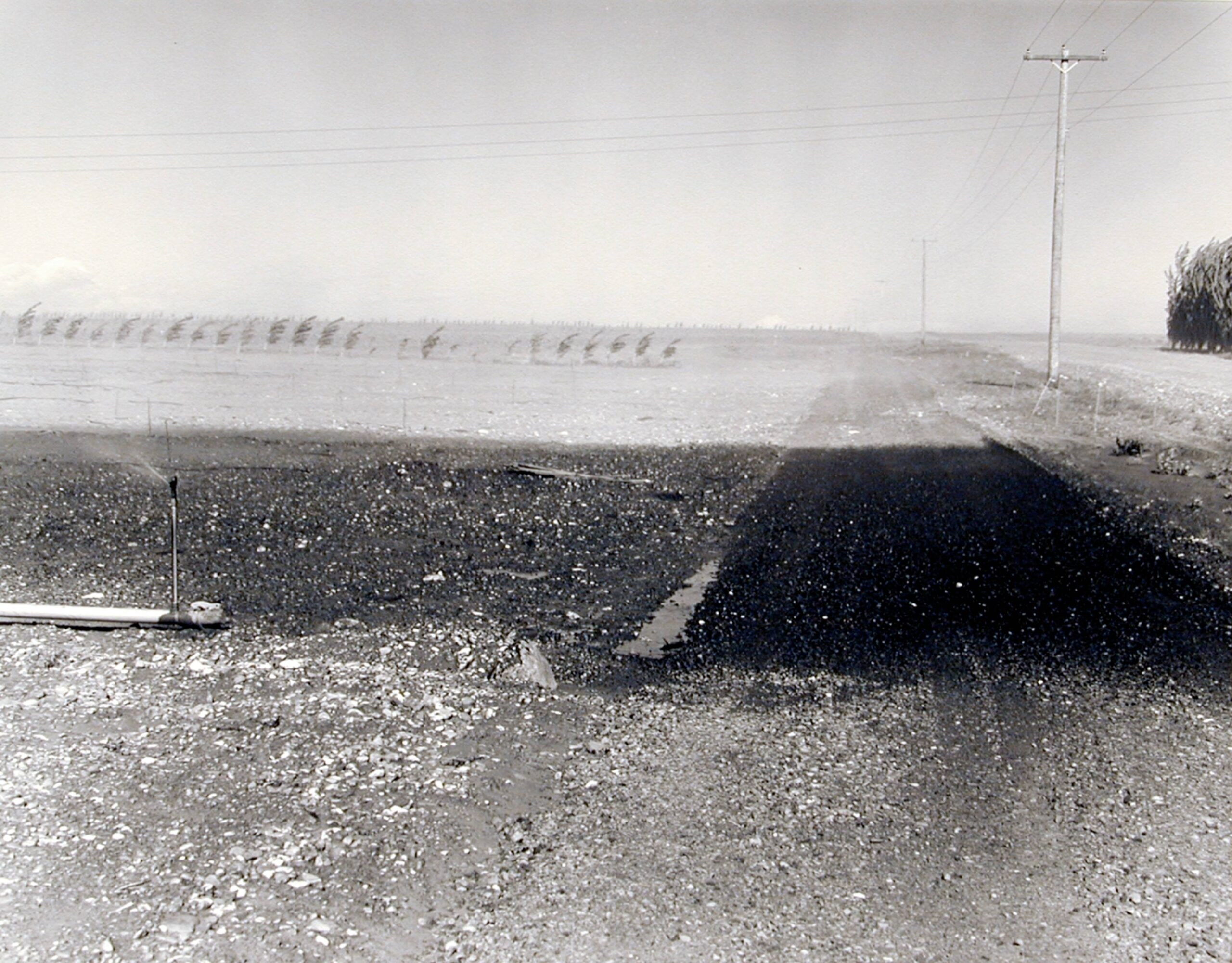 New orchard under hand-line irrigation system, May 26, 1984, from the series>/span> Pioneering Mattawa