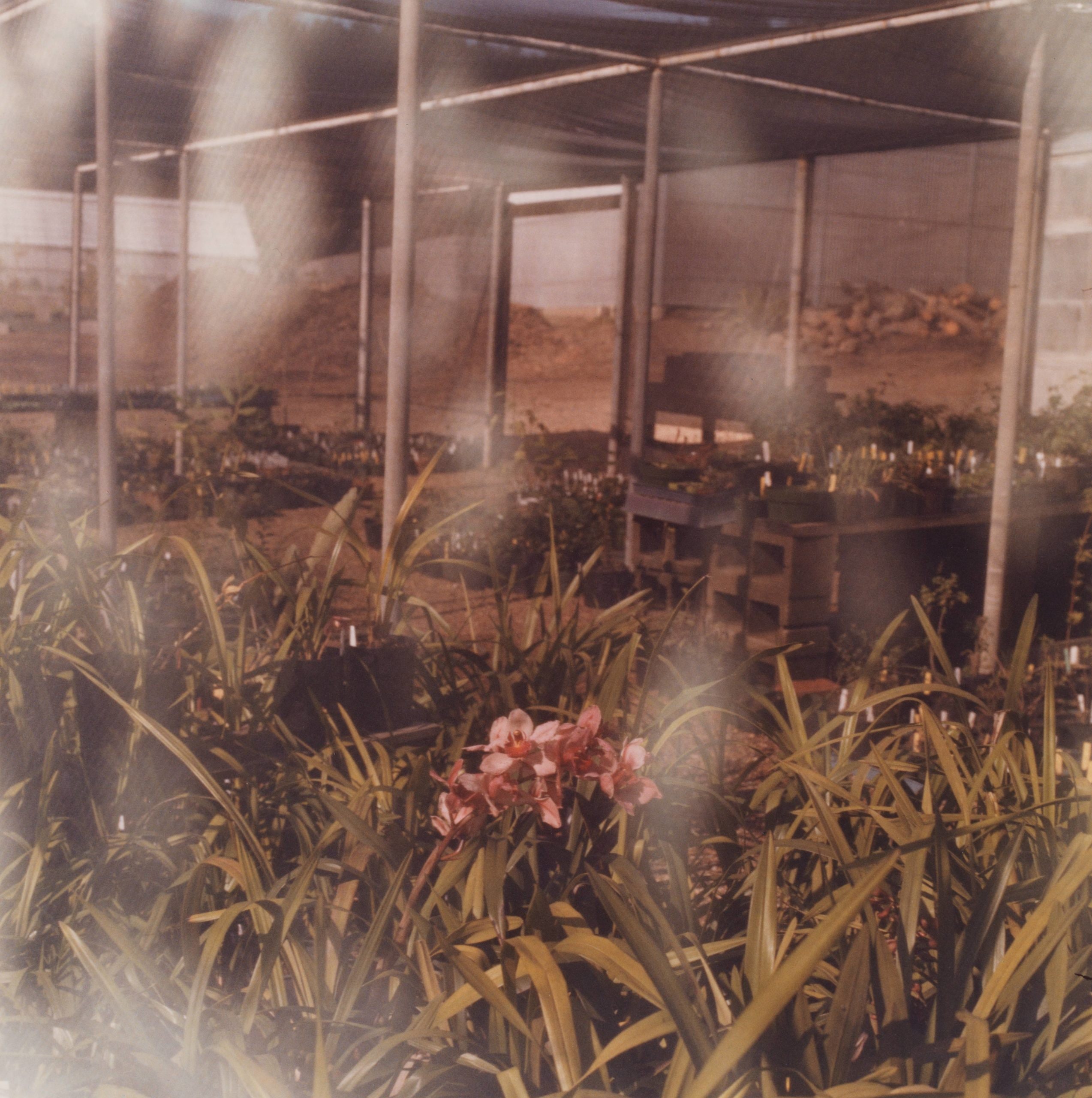 Untitled, from the series Hothouse