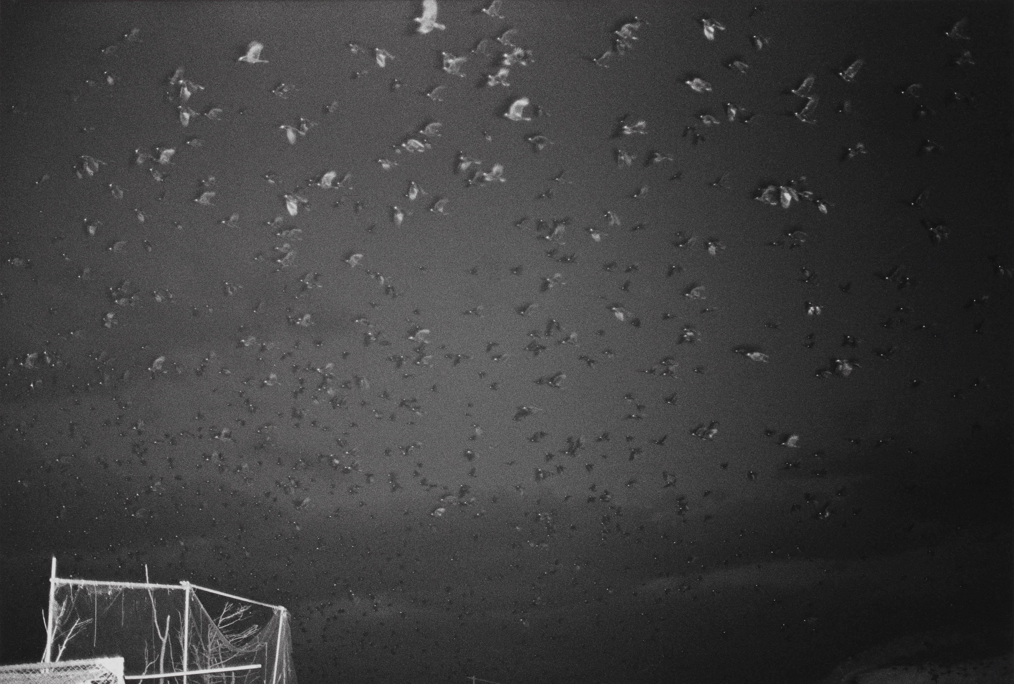 Wakkanai, from the series Ravens