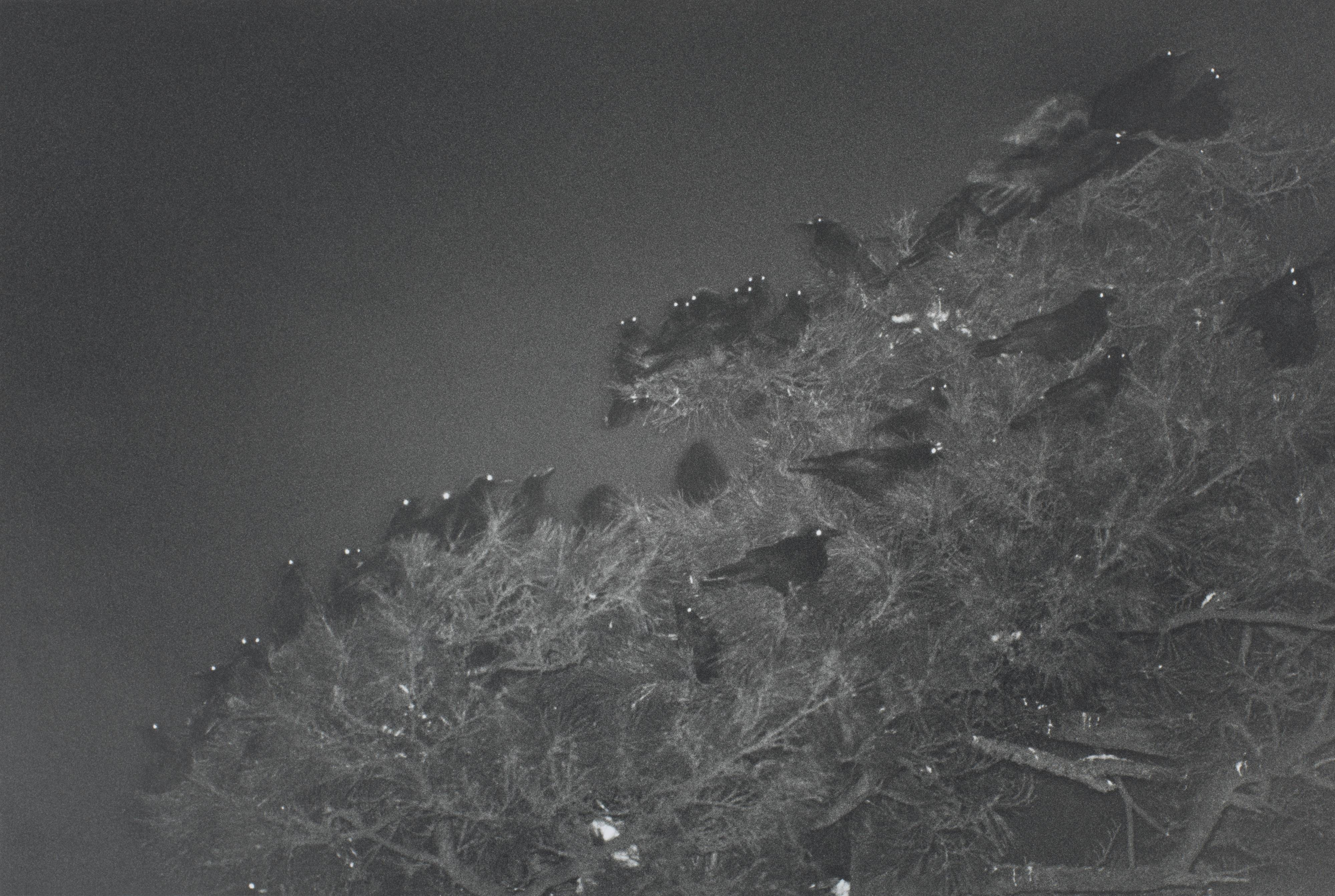 Kanazawa, from the series Ravens