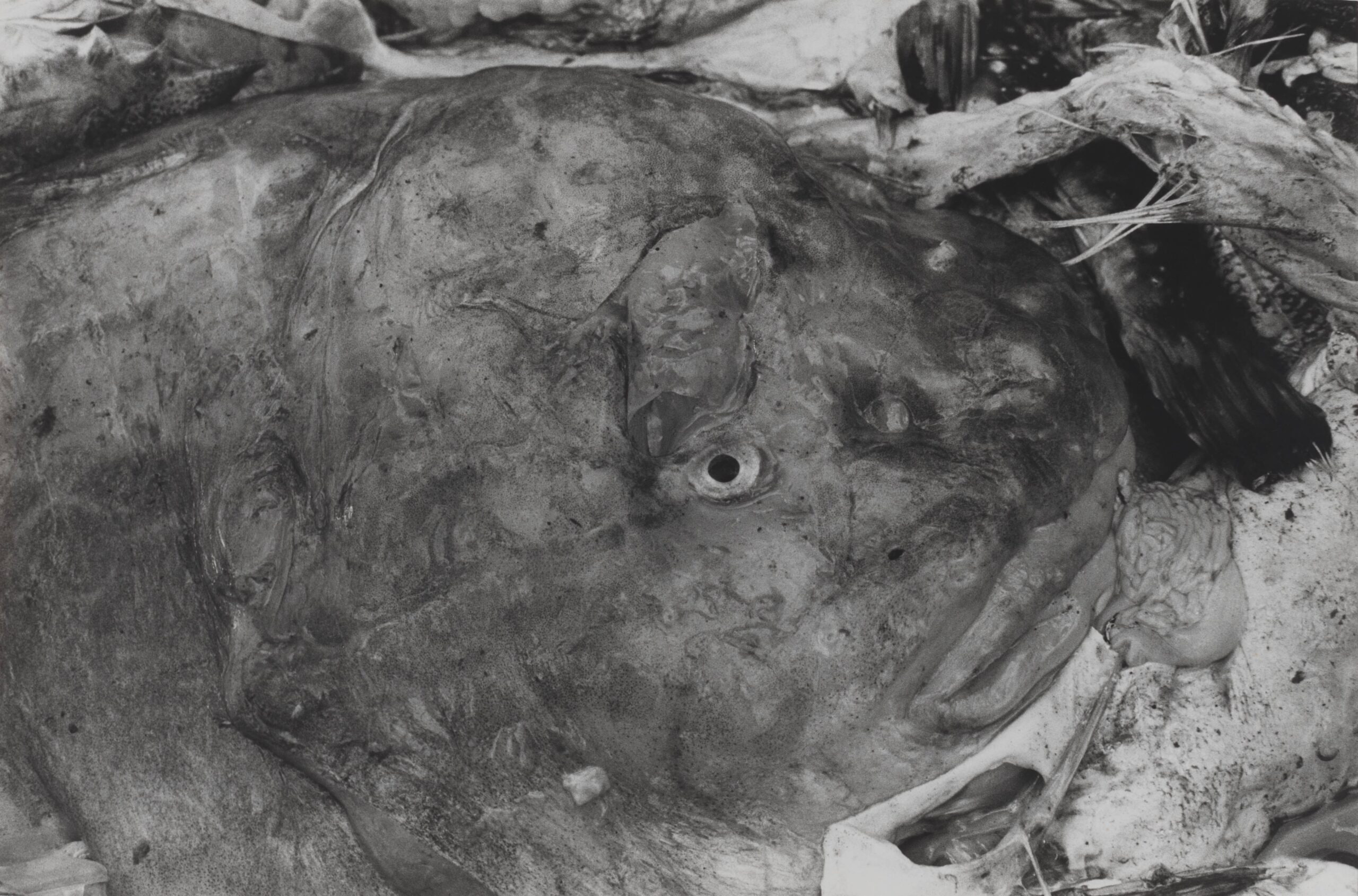 Rebun Island, from the series Ravens