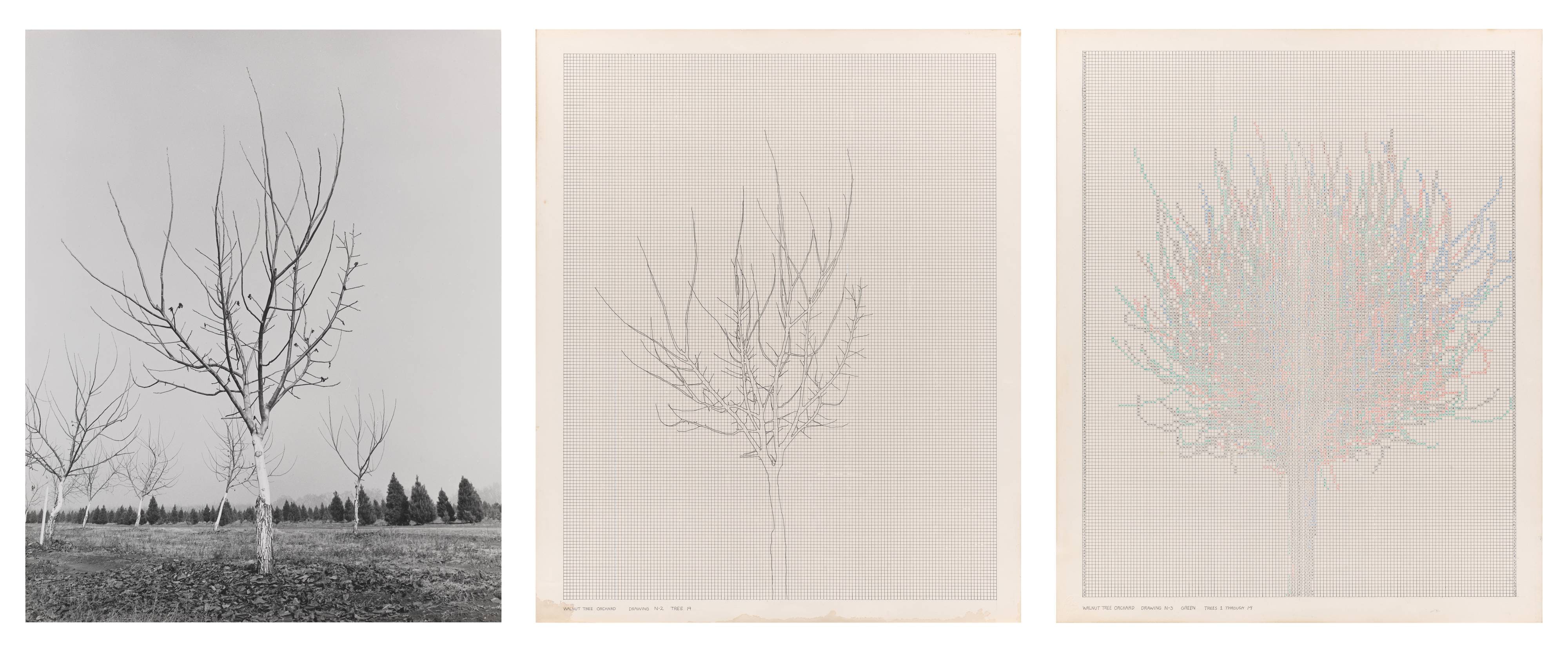 Walnut Tree Orchard: Set N