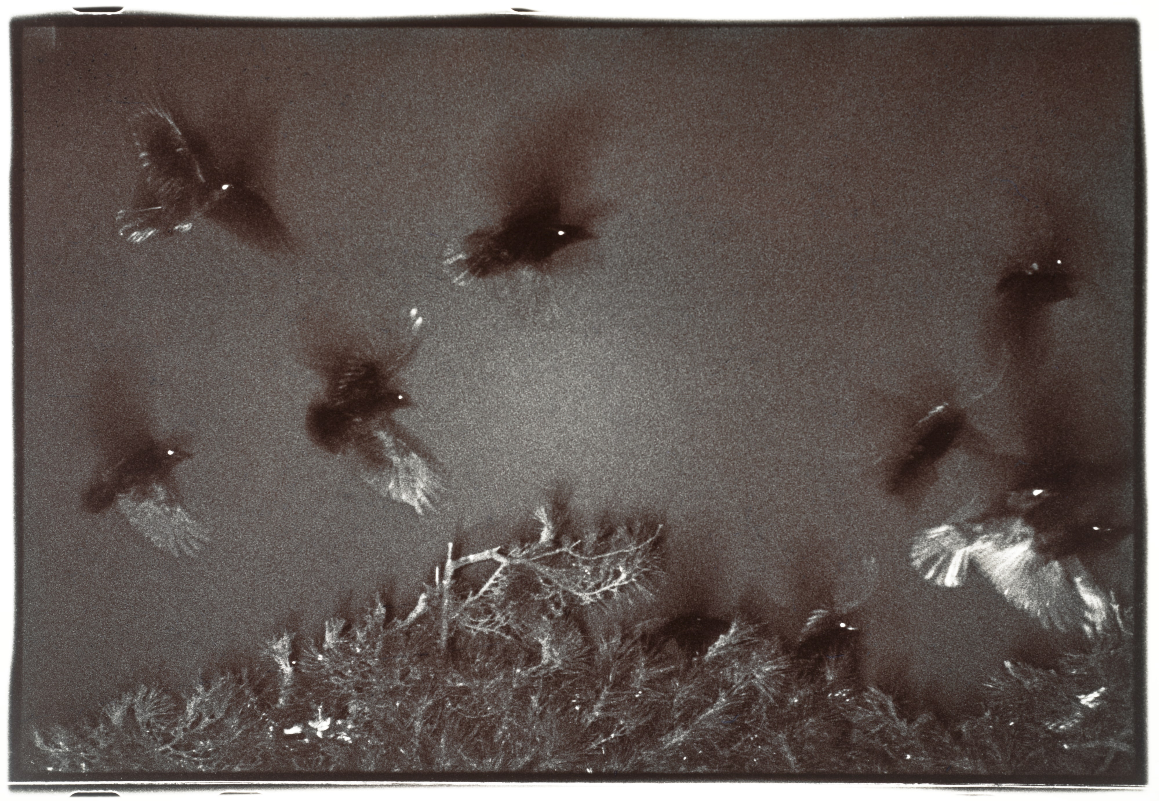 Kanazawa, from the series Ravens