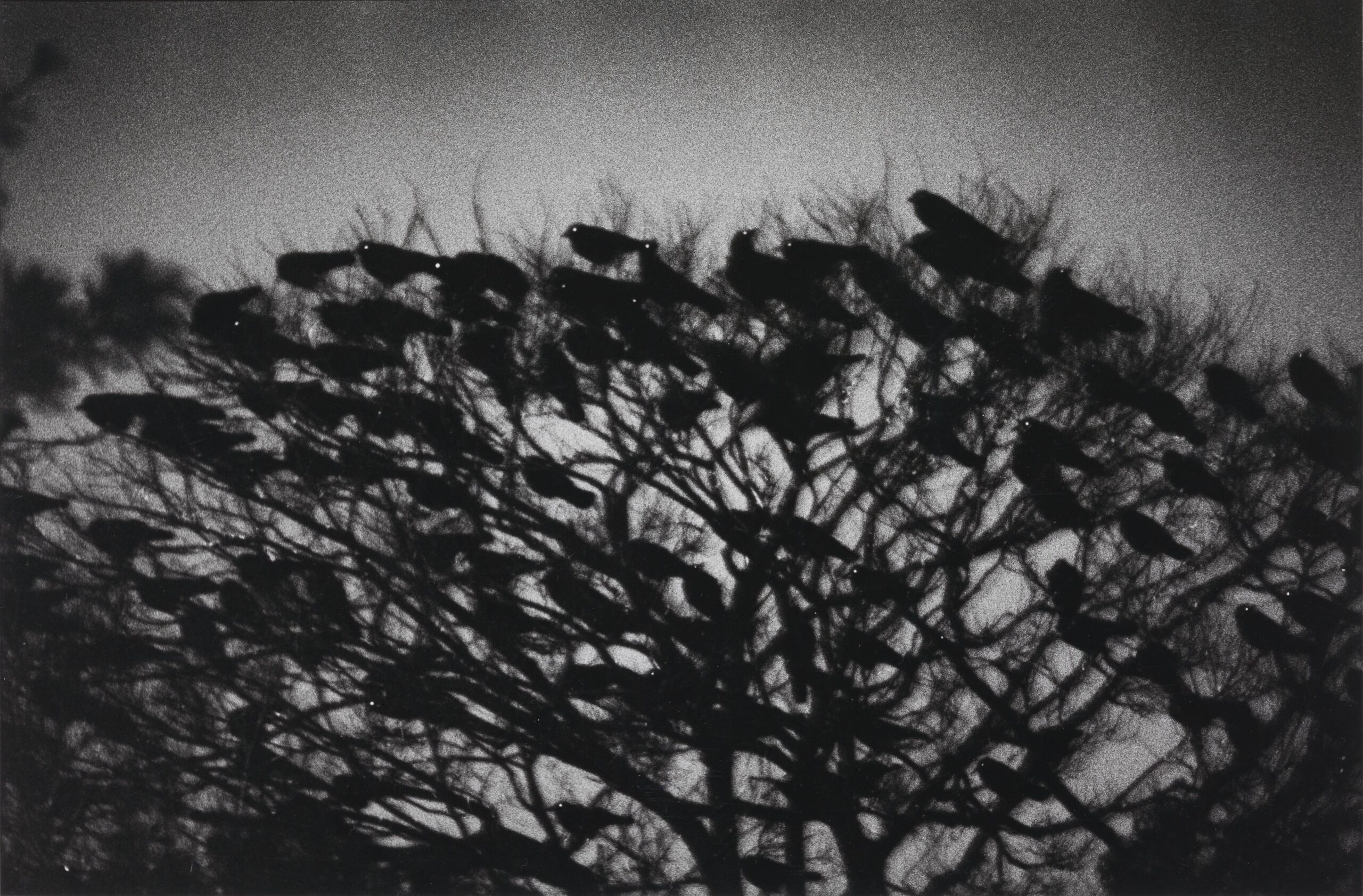 Kanazawa <spanclass="noItalics">, from the series Ravens
