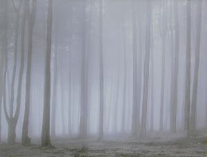 Trees and Fog, San Francisco