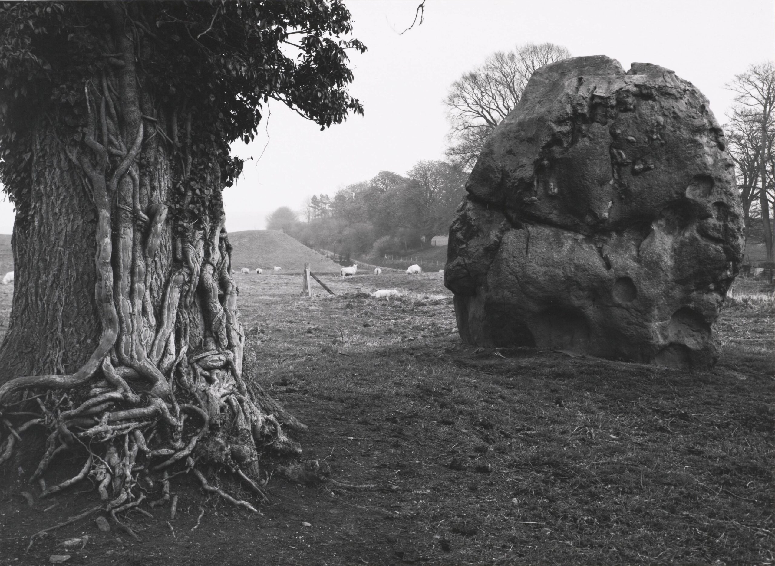 Stone and Tree, Avebury, England