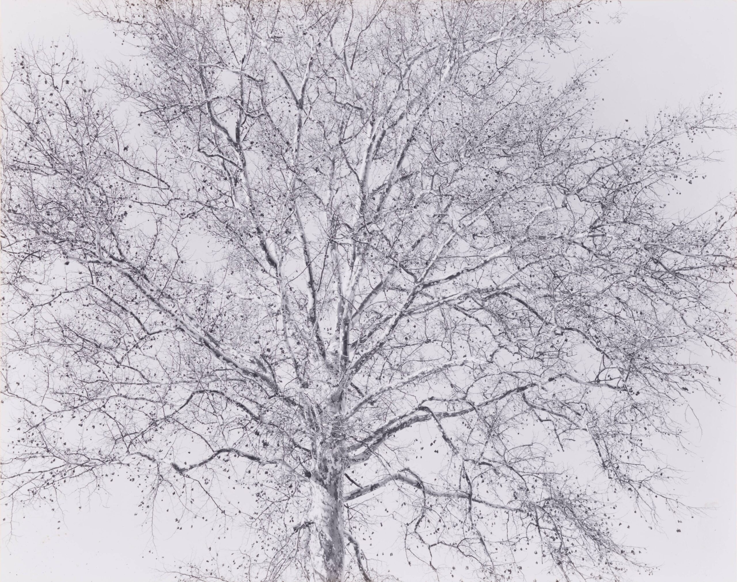 Sycamore Tree, December, 1967, from the portfolio Paterson