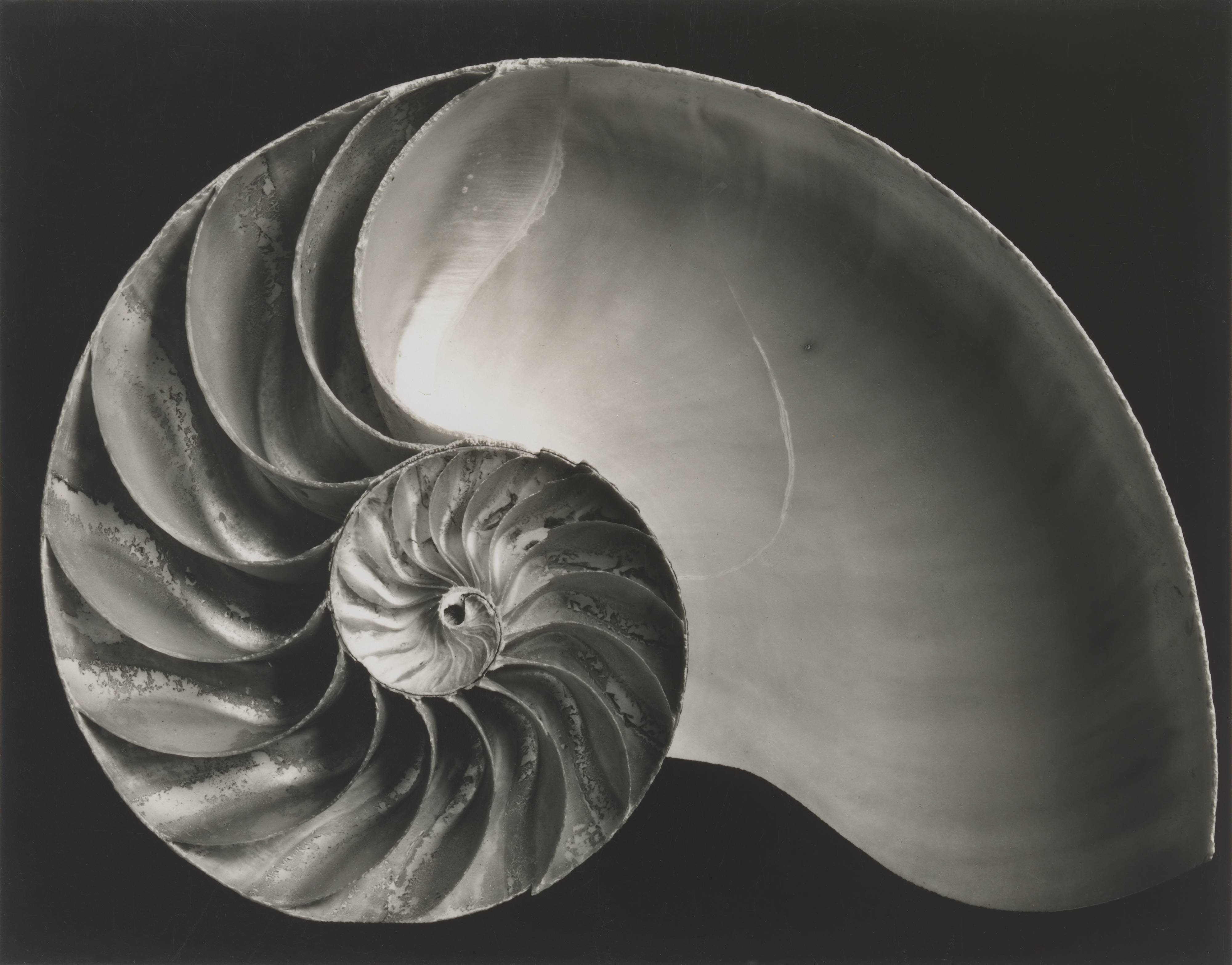 Shell