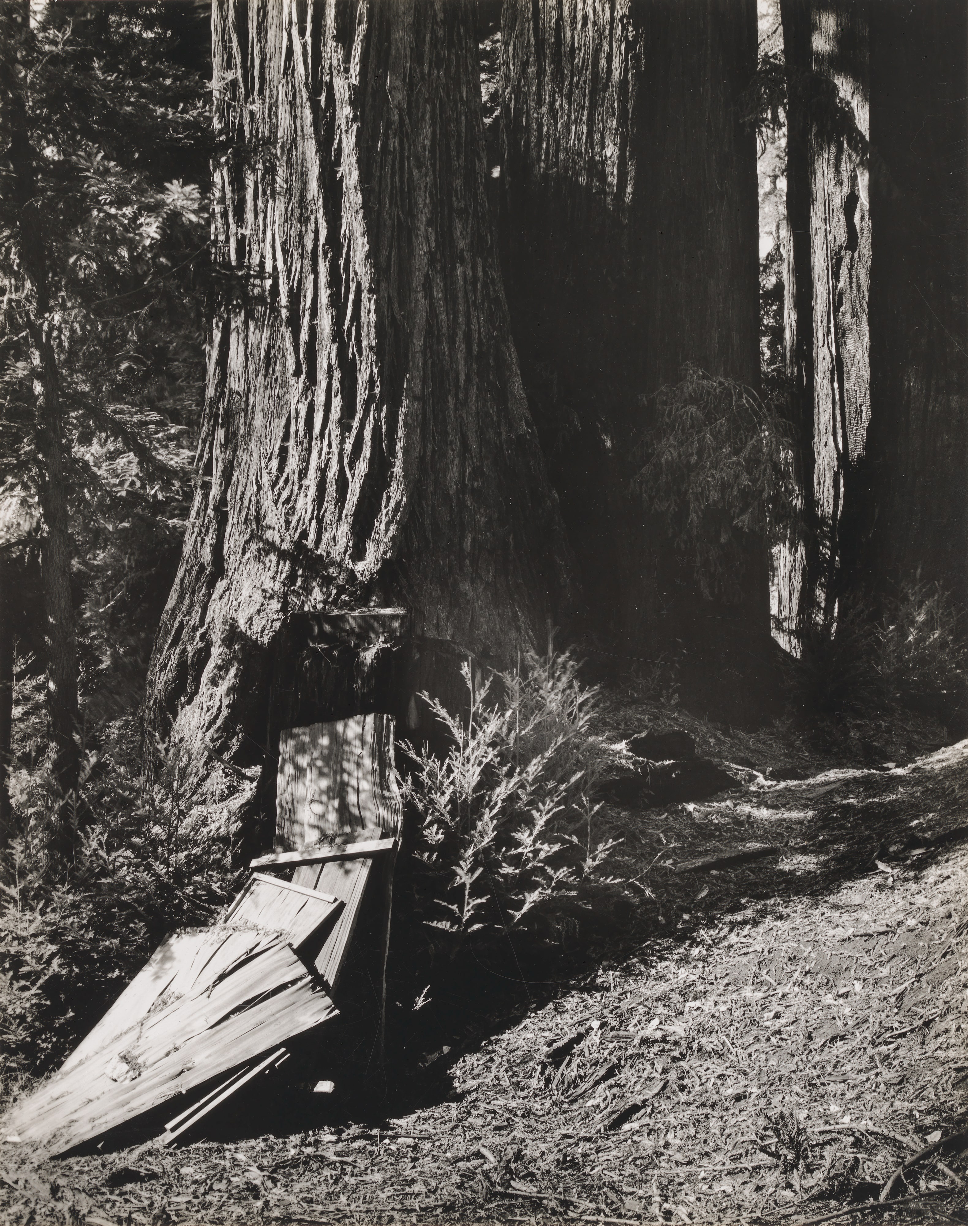 Redwoods, Palo Colorado Canyon, Sur Region #3