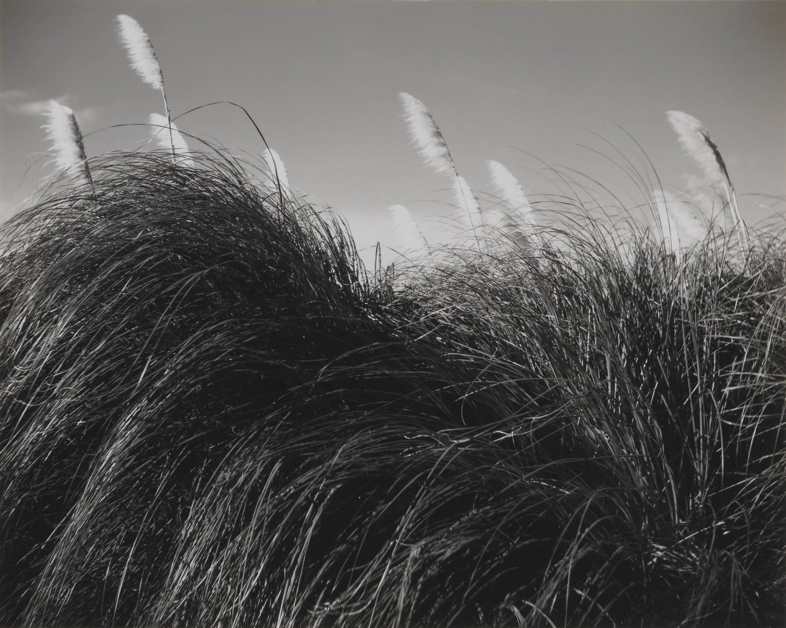 Pampas #2