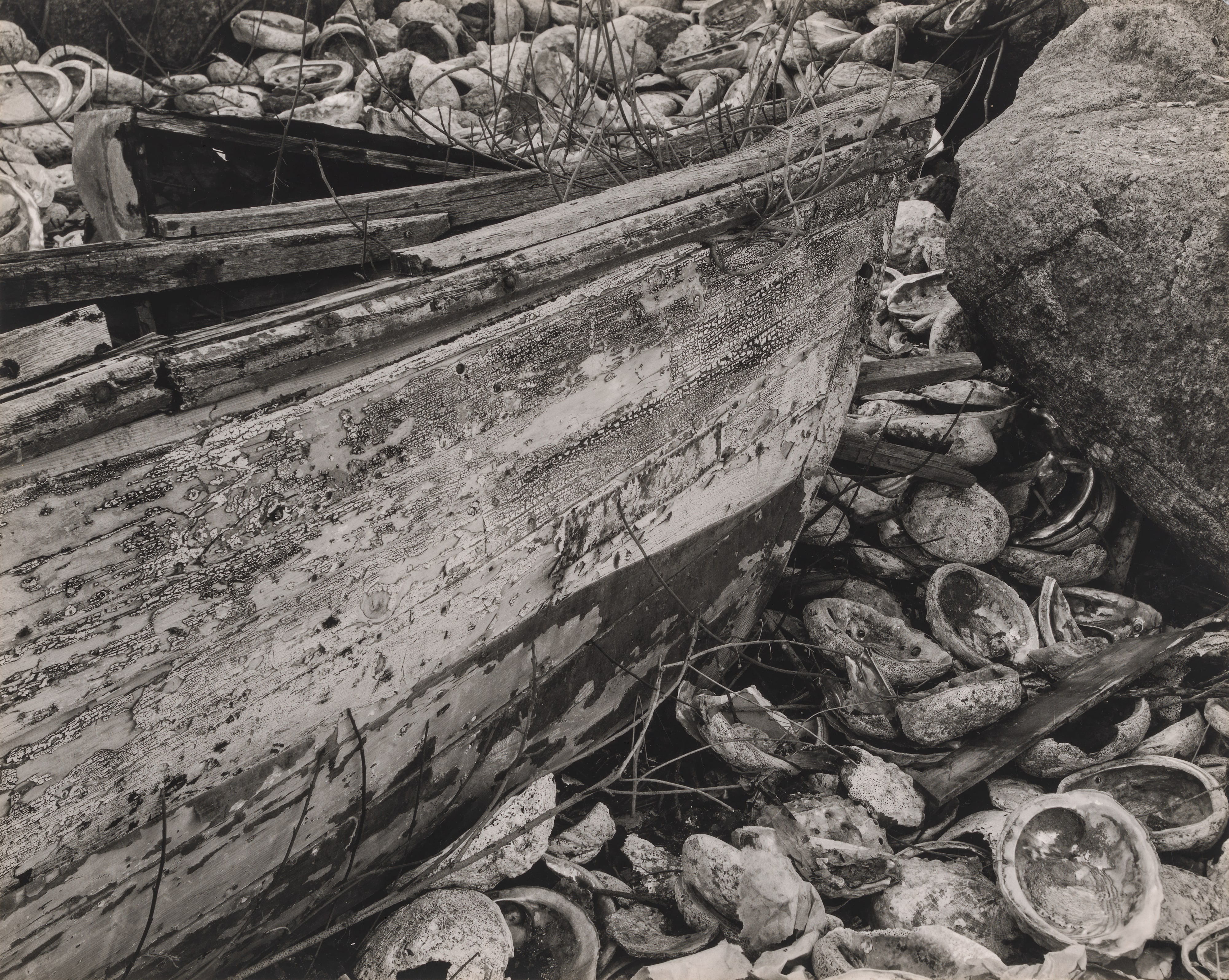 Shells and Driftwood