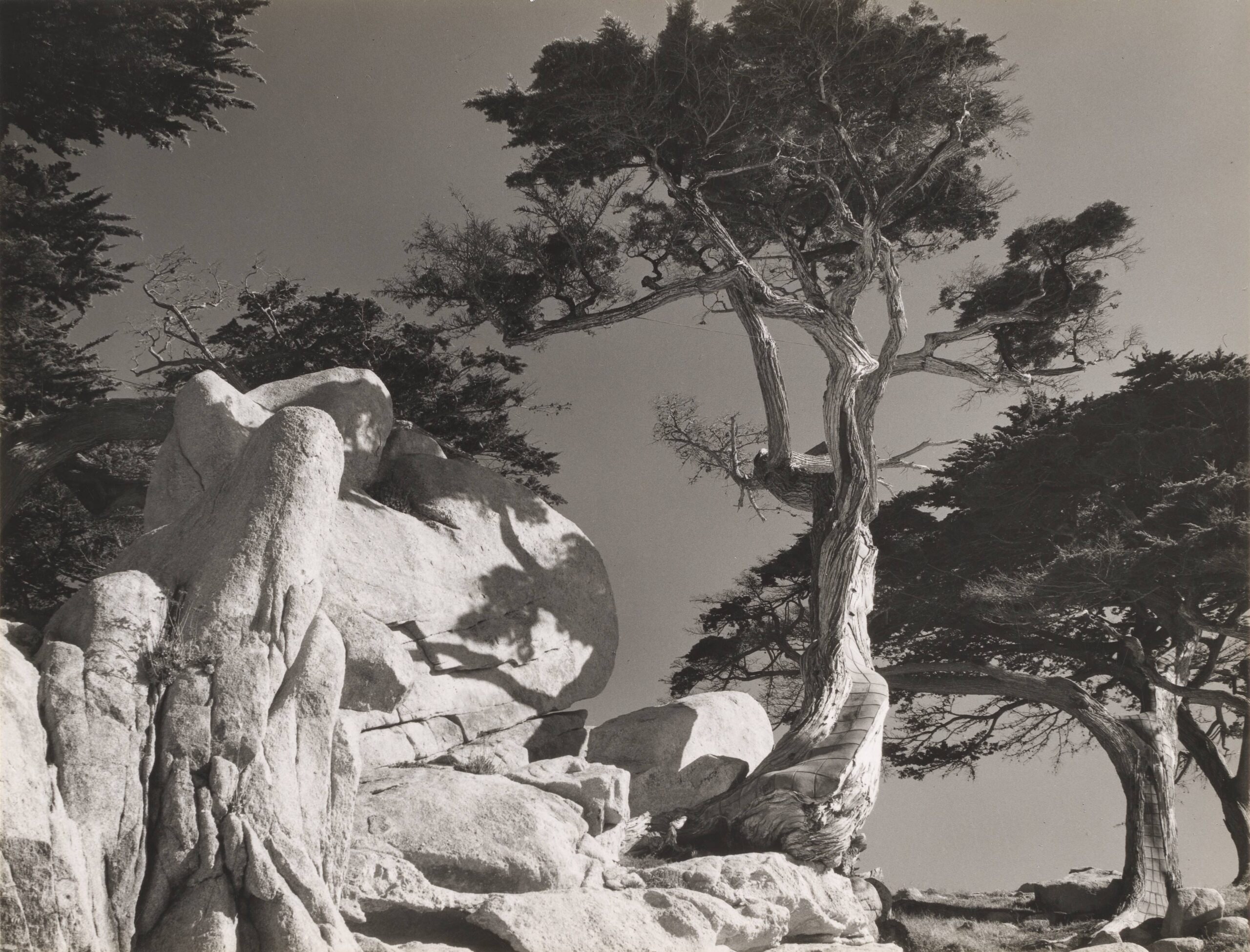 Trees, Seventeen Mile Drive