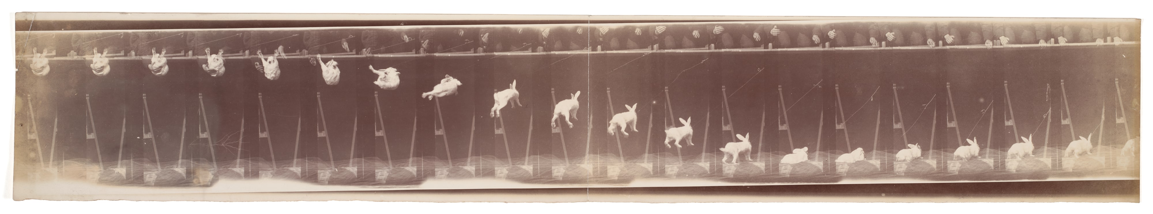 Lapin—Évolution de la chute (Rabbit—Evolution of the fall)