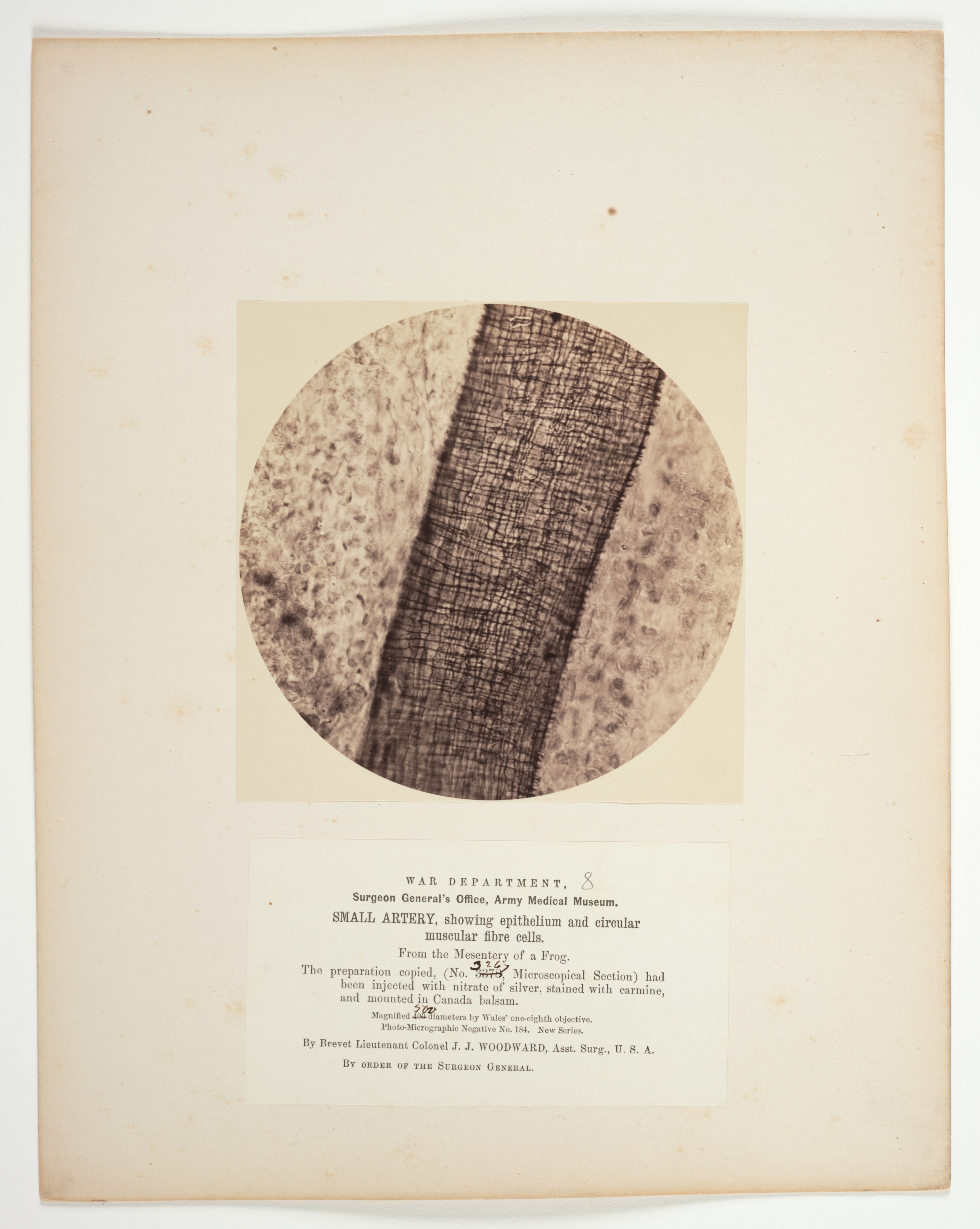 Small artery, showing epithelium and circular muscular fiber cells, from the mesentery of a frog, from the album Microscopical Photographs