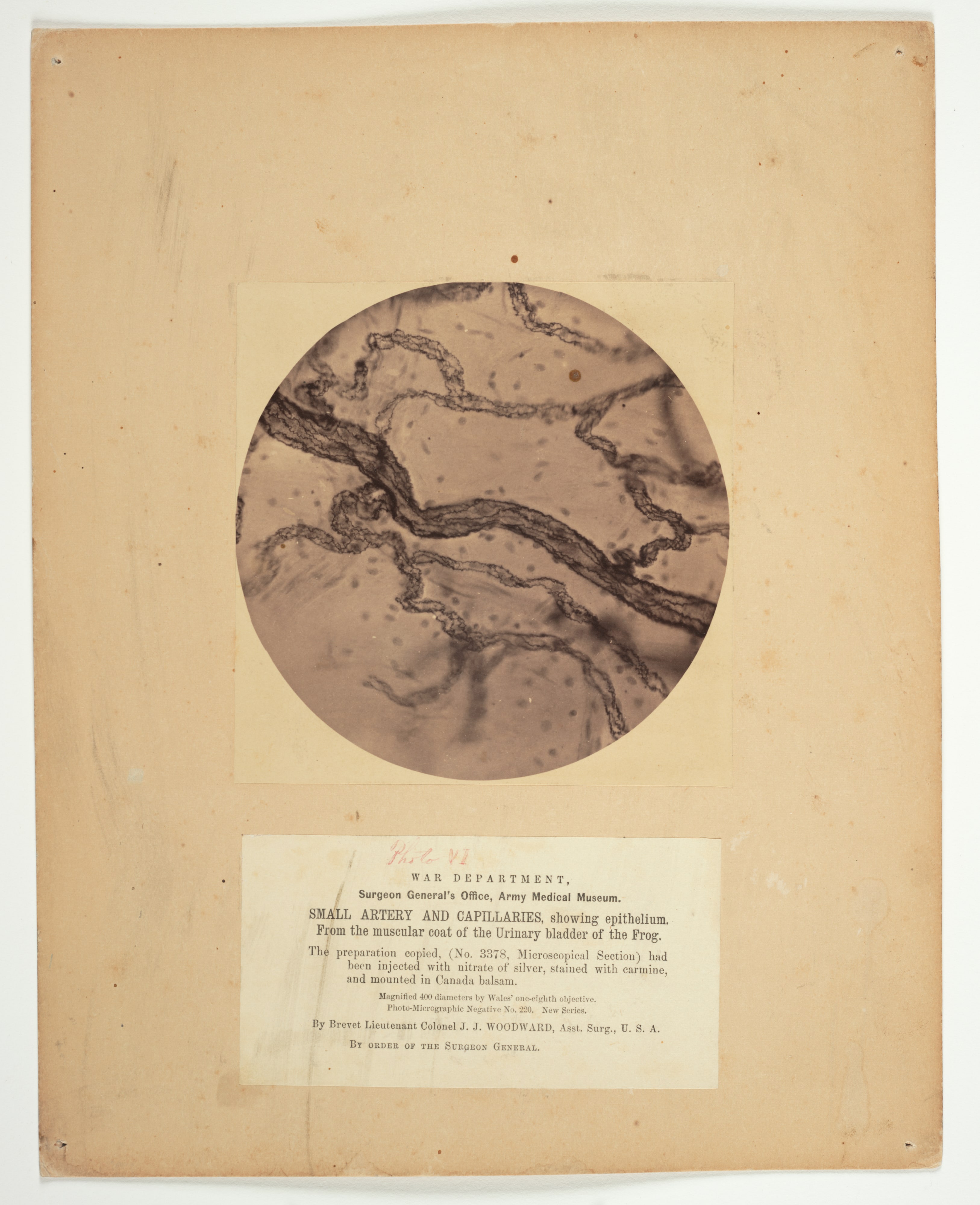 Small Artery and Capillaries, Showing Epithelium, from the Muscular Coat of the Urinary Bladder of the Frog, from the album Microscopical Photographs
