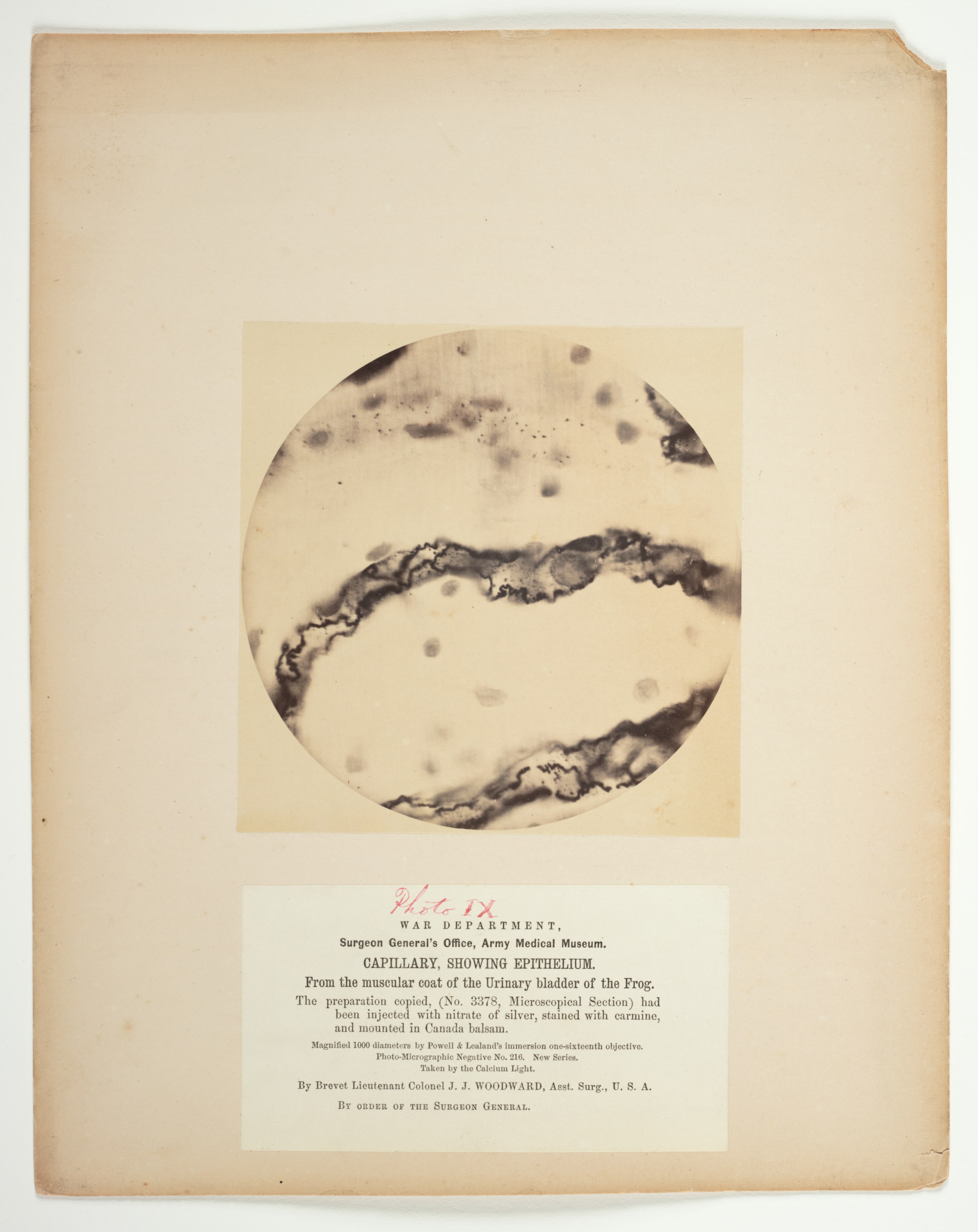 Capillary, Showing Epithelium, from the Muscular Coat of the Urinary Bladder of the Frog, from the album Microscopical Photographs