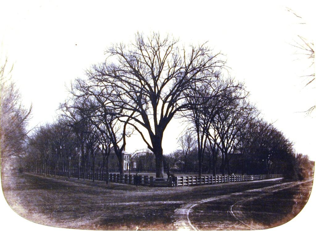 Tree at Harvard